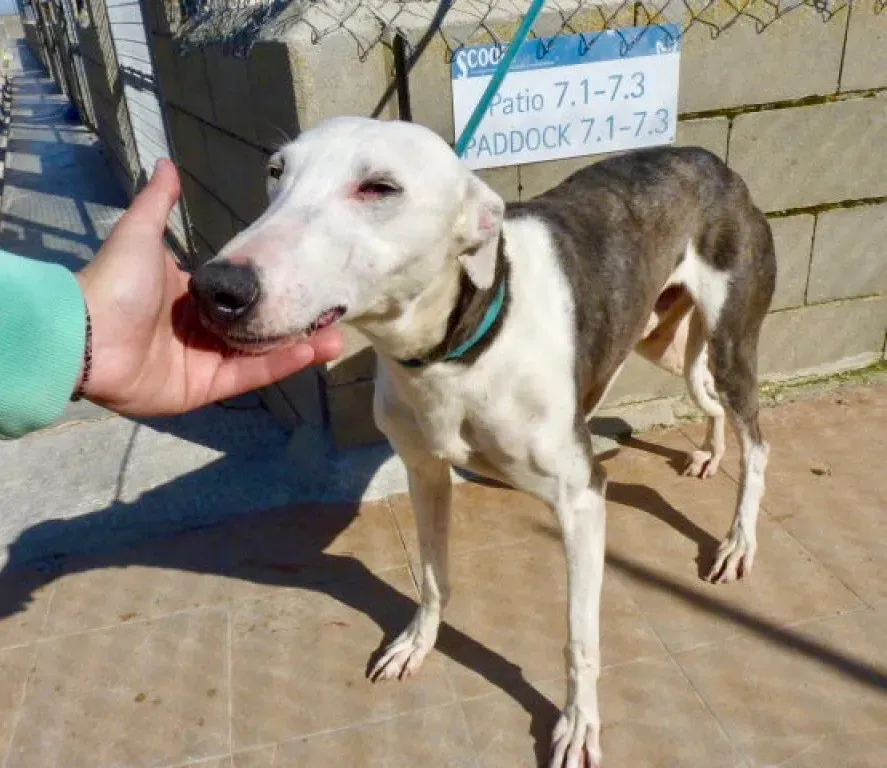 Angelofrido galgo adozione pet levrieri onlus 19