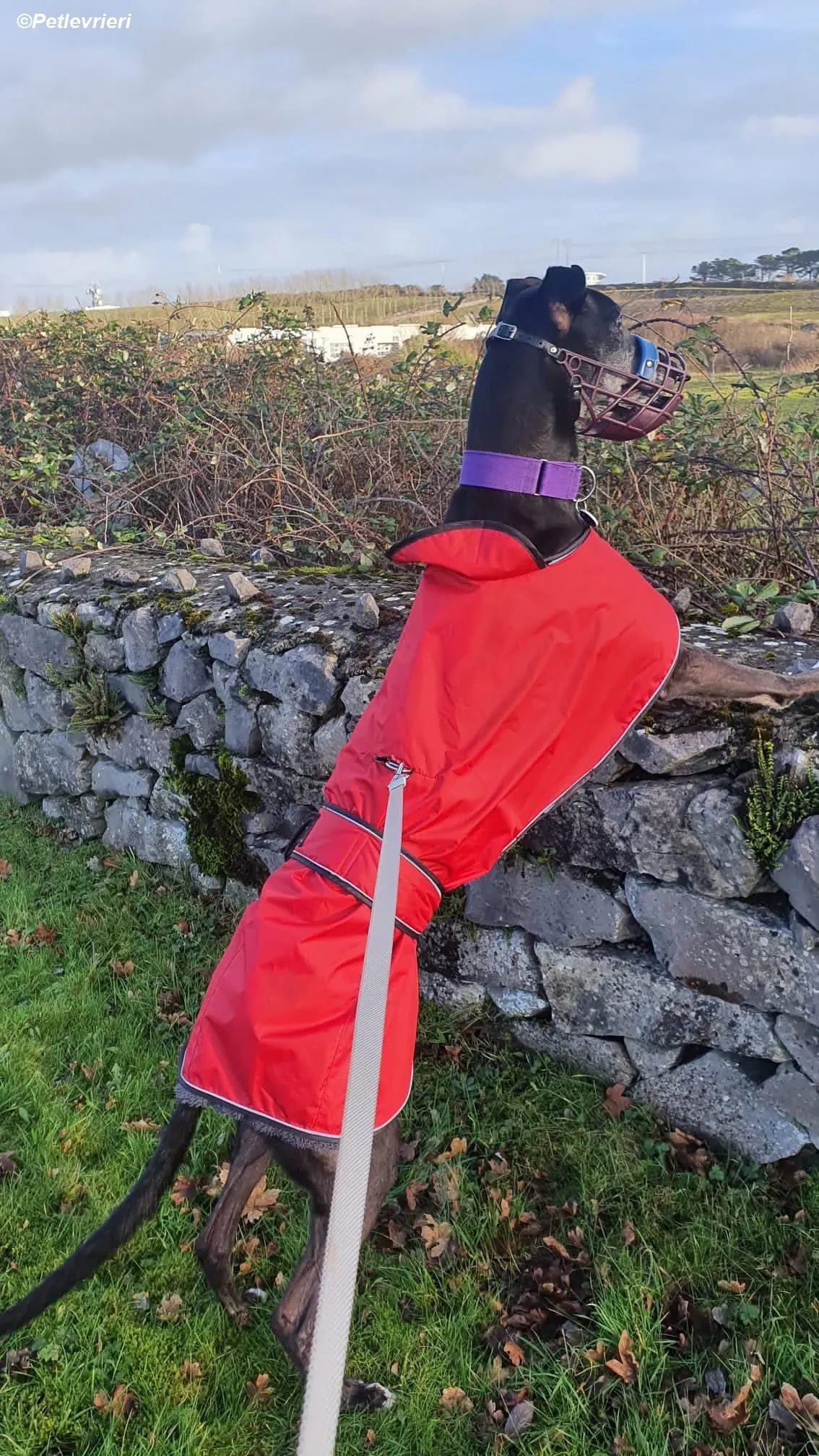 Angus adozione levrieri greyhound 1