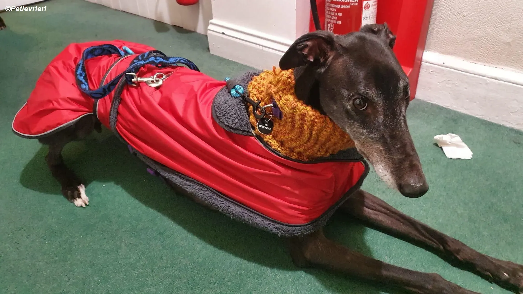 Angus adozione levrieri greyhound 2