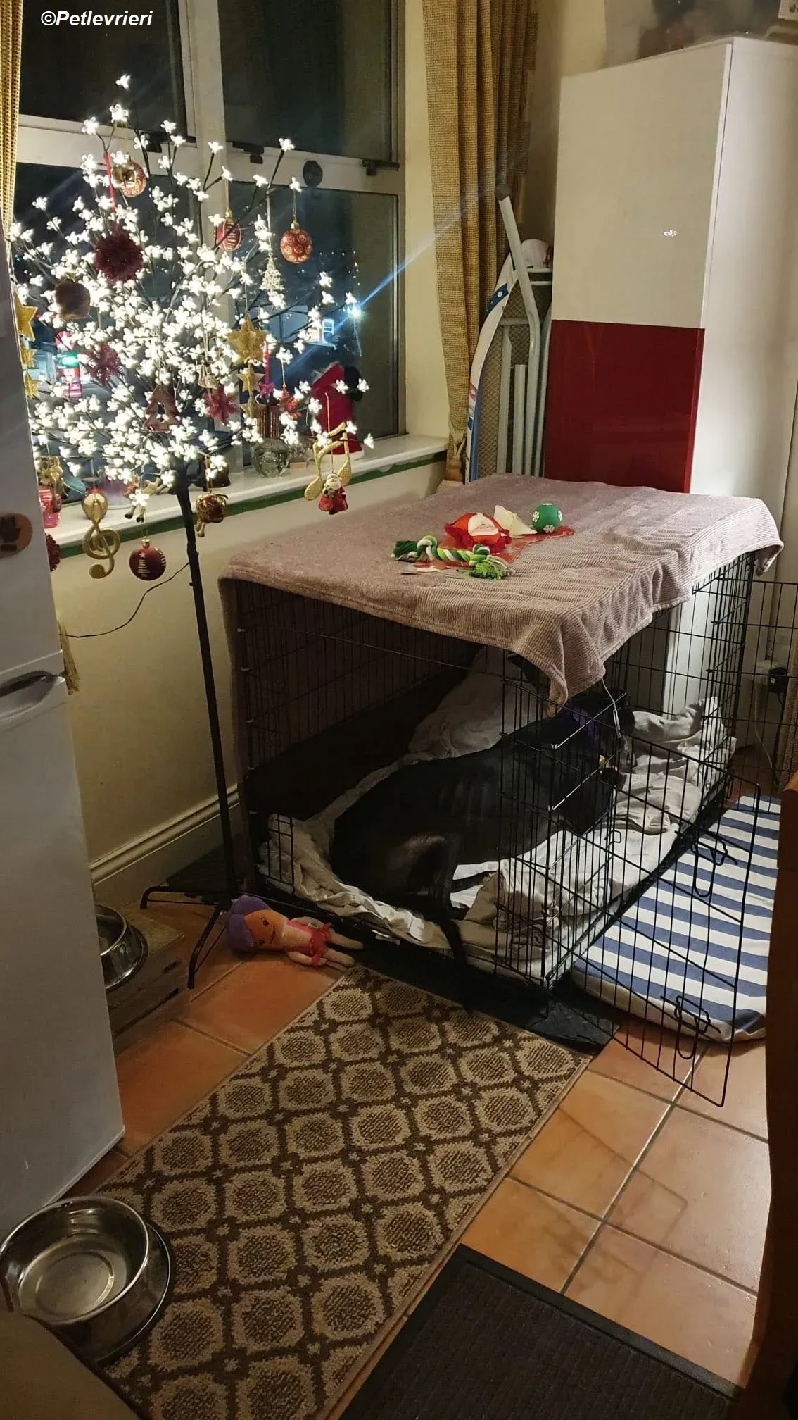 Angus adozione levrieri greyhound 3