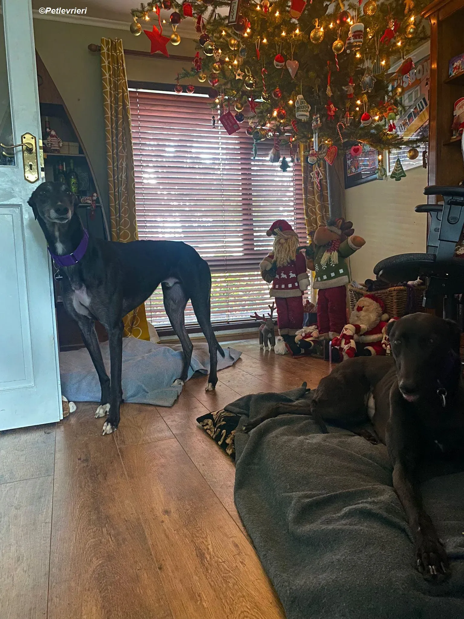 Angus adozione levrieri greyhound 4