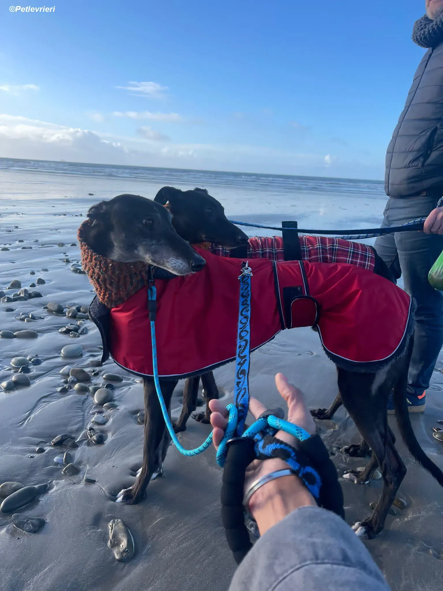 Angus adozione levrieri greyhound 5