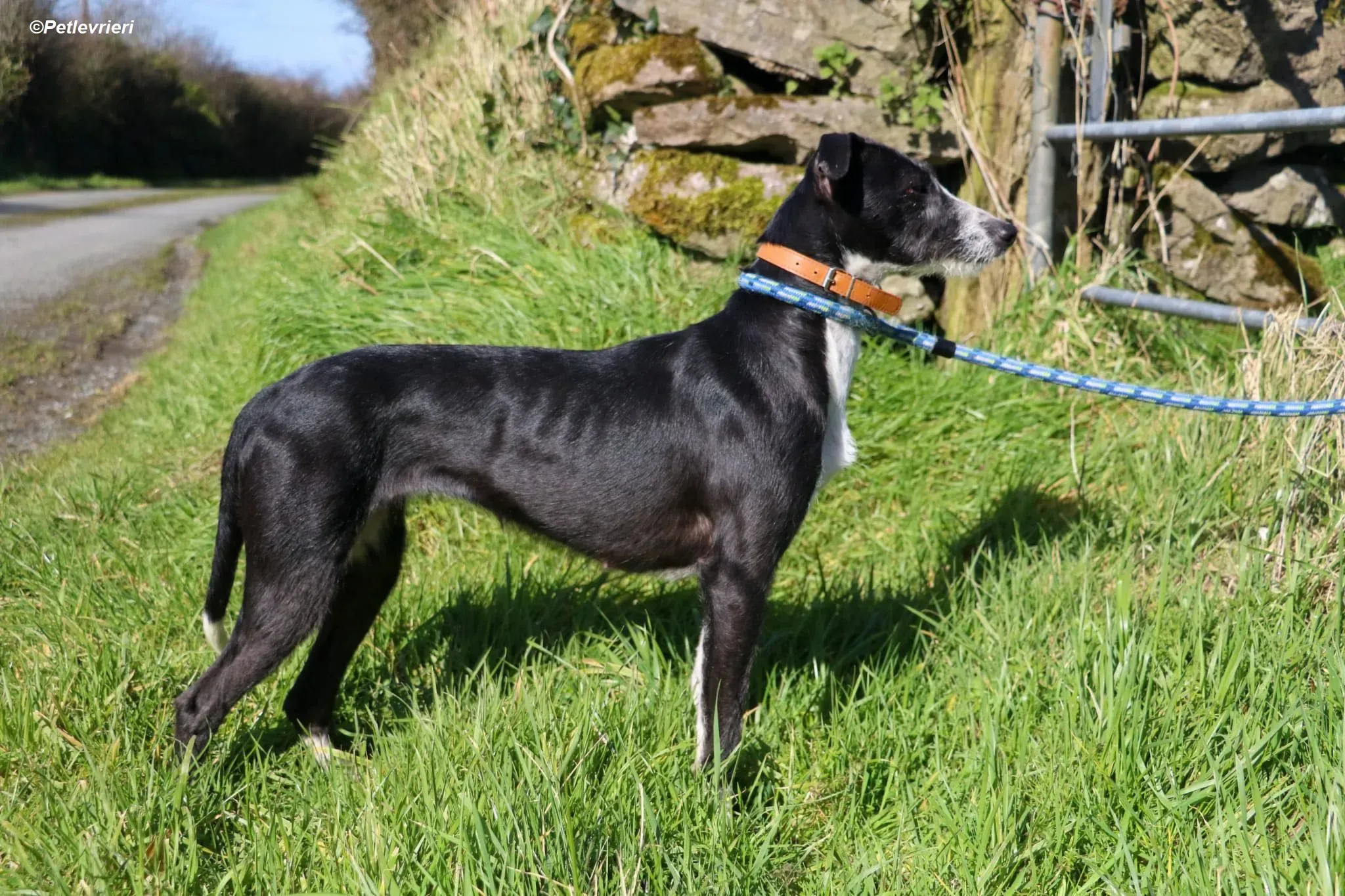 Annette adozione levrieri greyhound 1