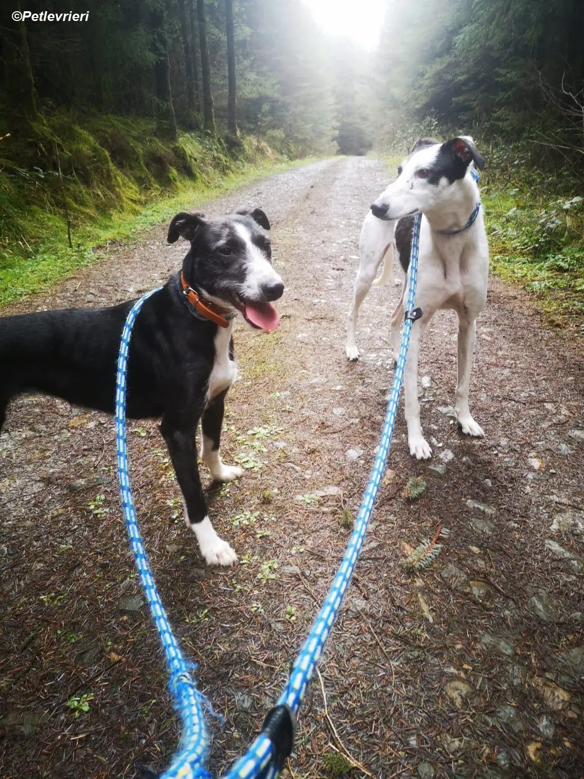 Annette adozione levrieri greyhound 10