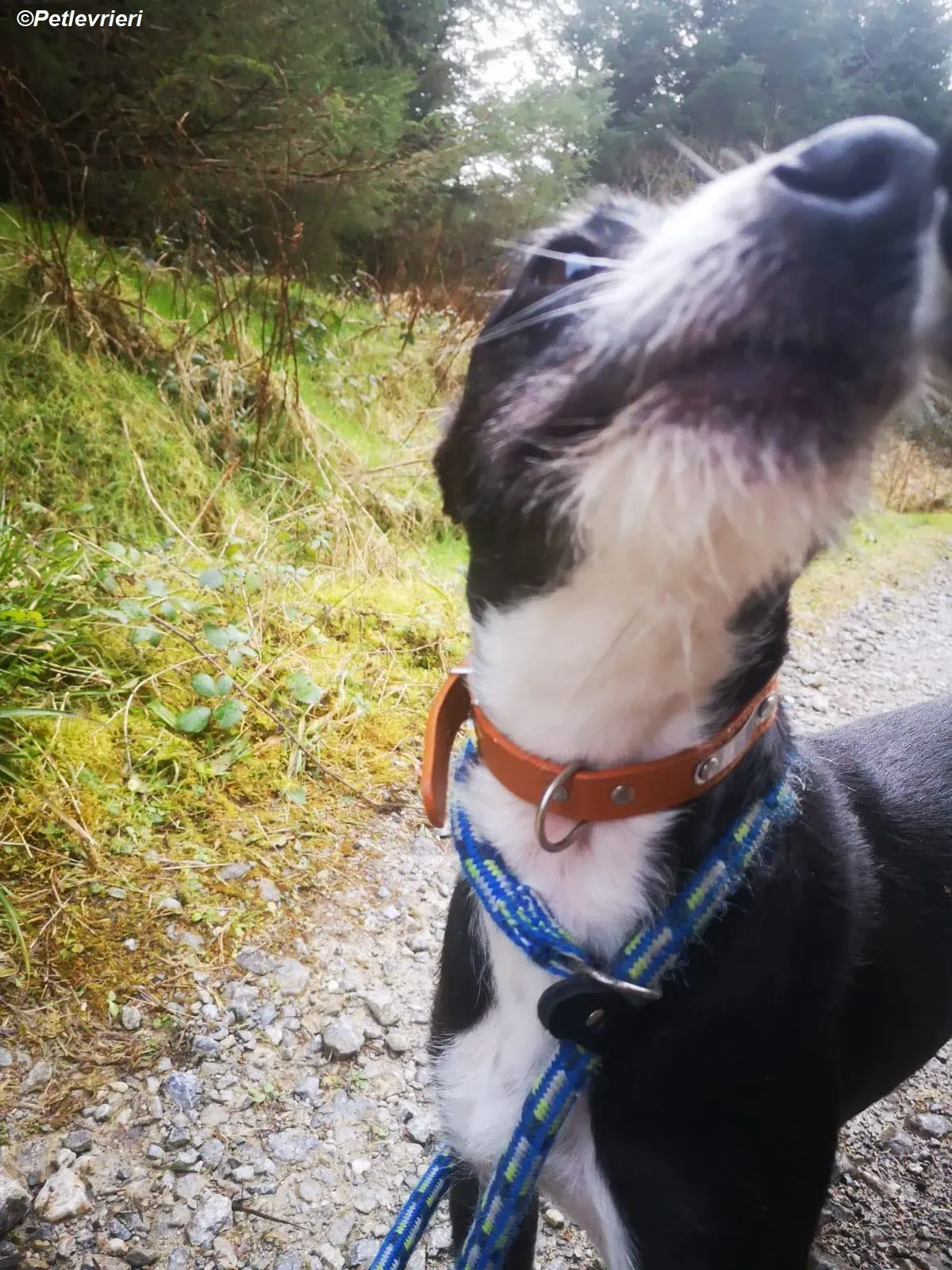 Annette adozione levrieri greyhound 11