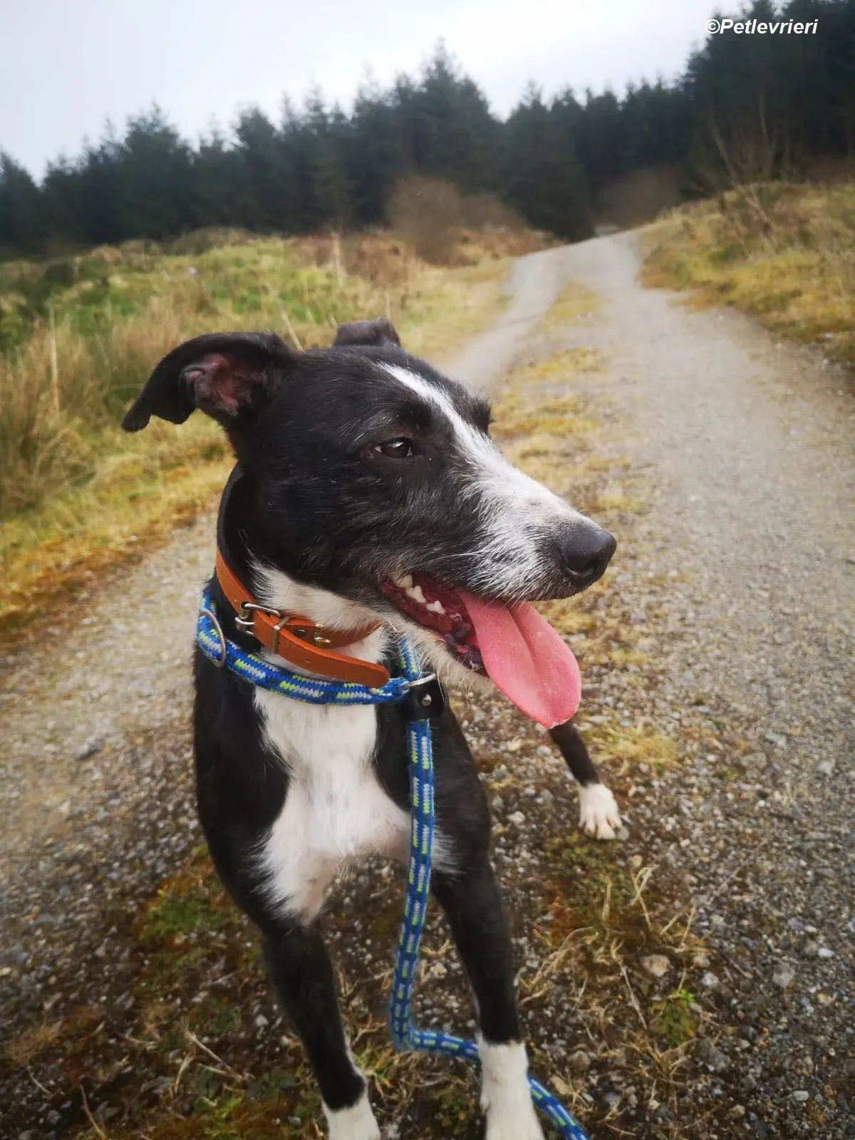 Annette adozione levrieri greyhound 12