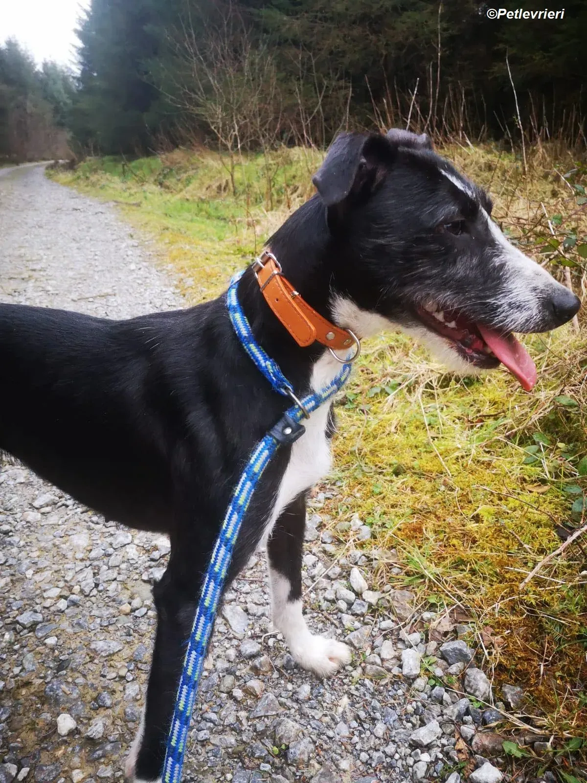 Annette adozione levrieri greyhound 13