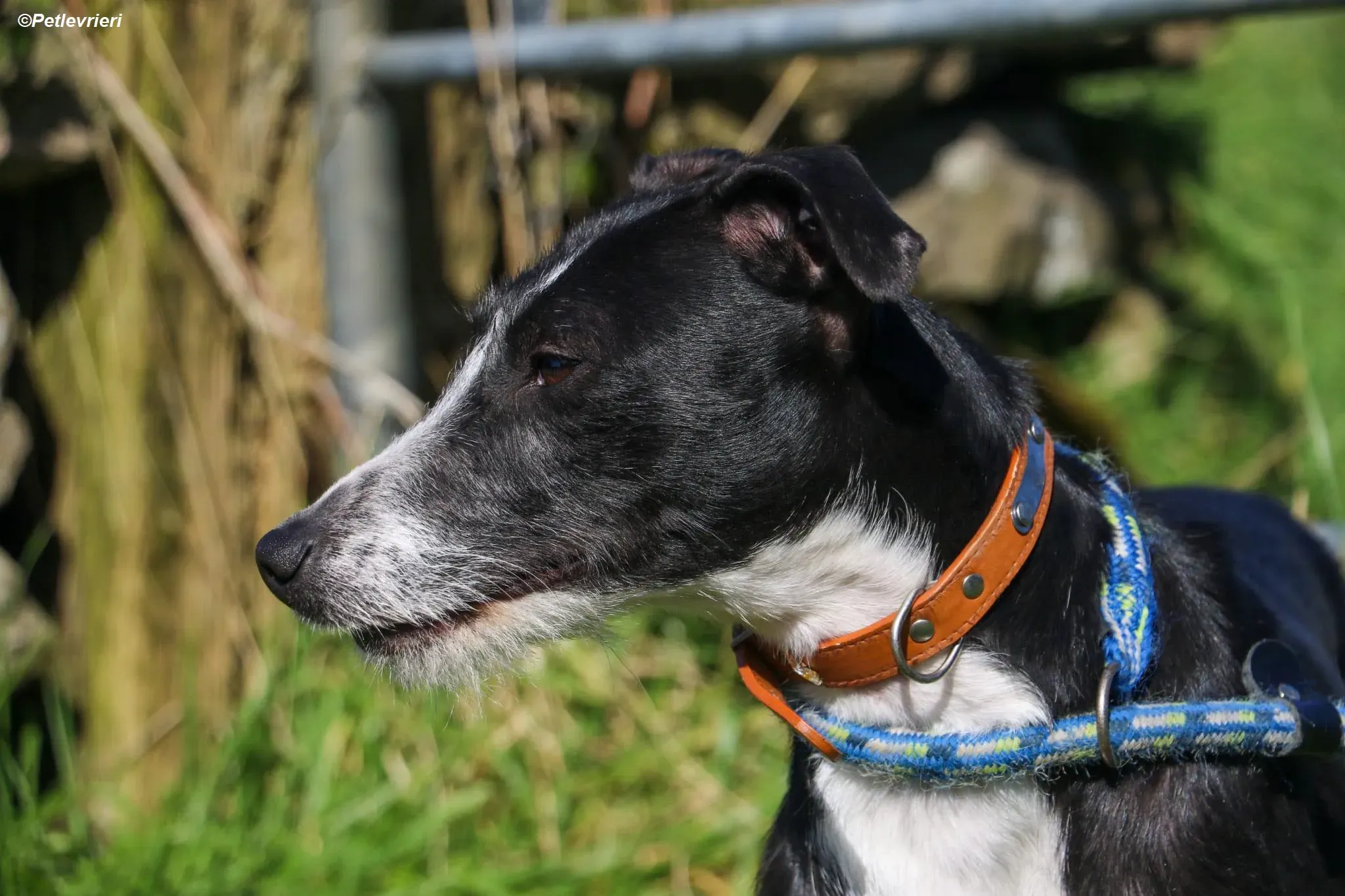 Annette adozione levrieri greyhound 2