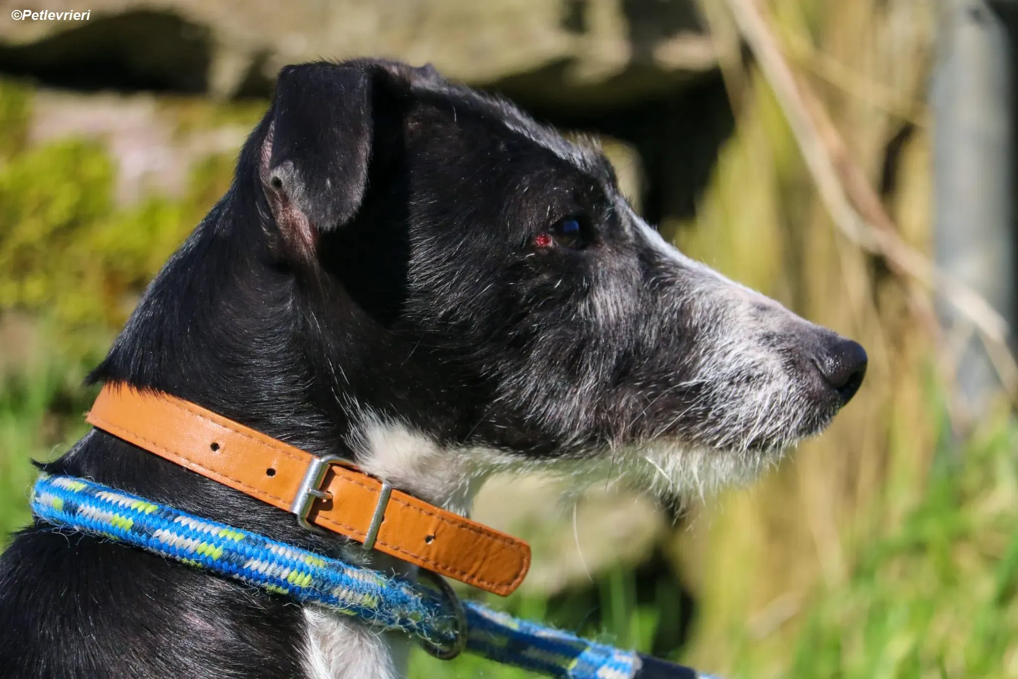 Annette adozione levrieri greyhound 3