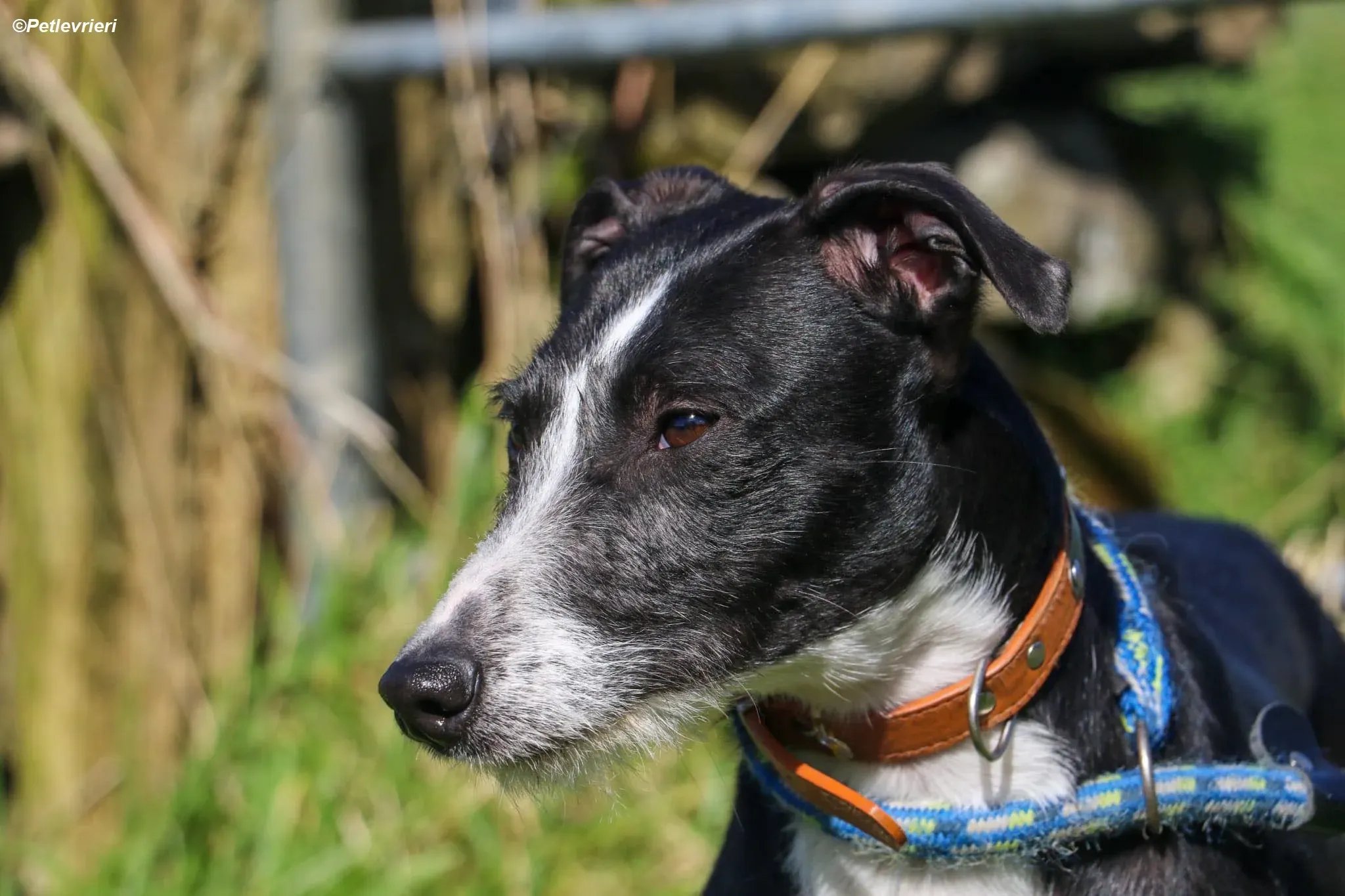 Annette adozione levrieri greyhound 4