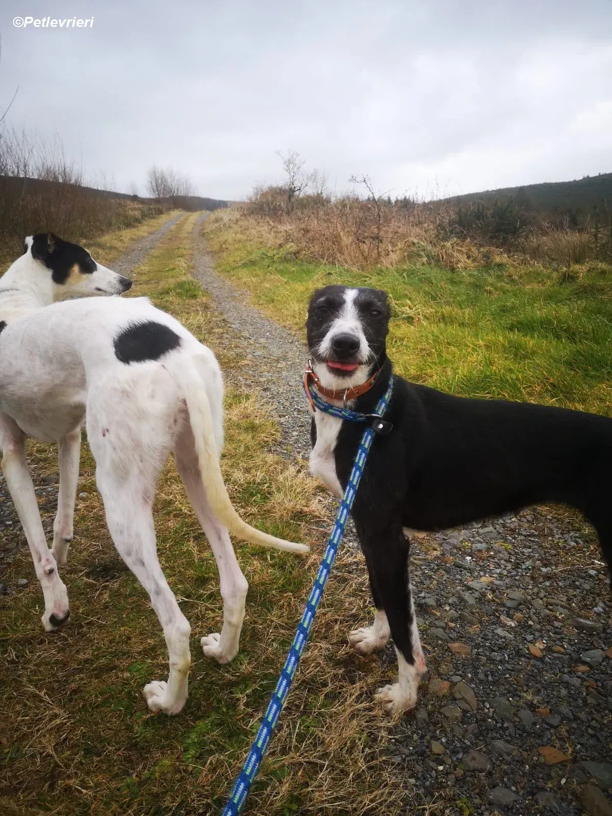 Annette adozione levrieri greyhound 5