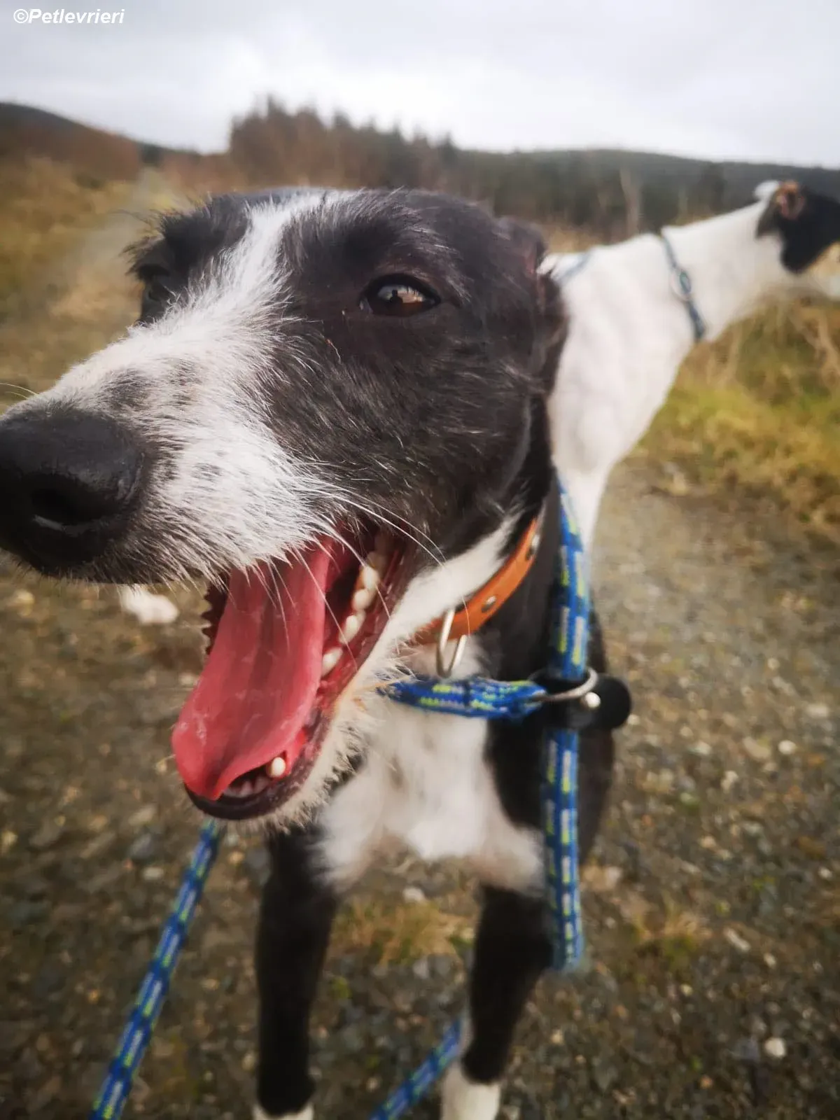 Annette adozione levrieri greyhound 6