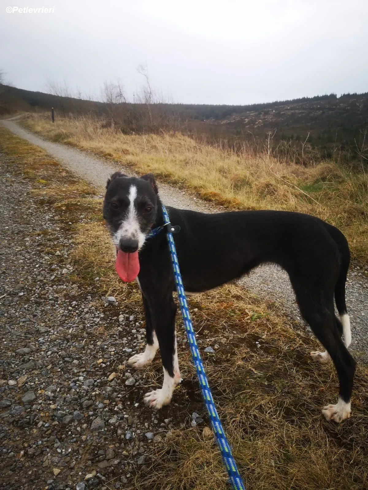 Annette adozione levrieri greyhound 7