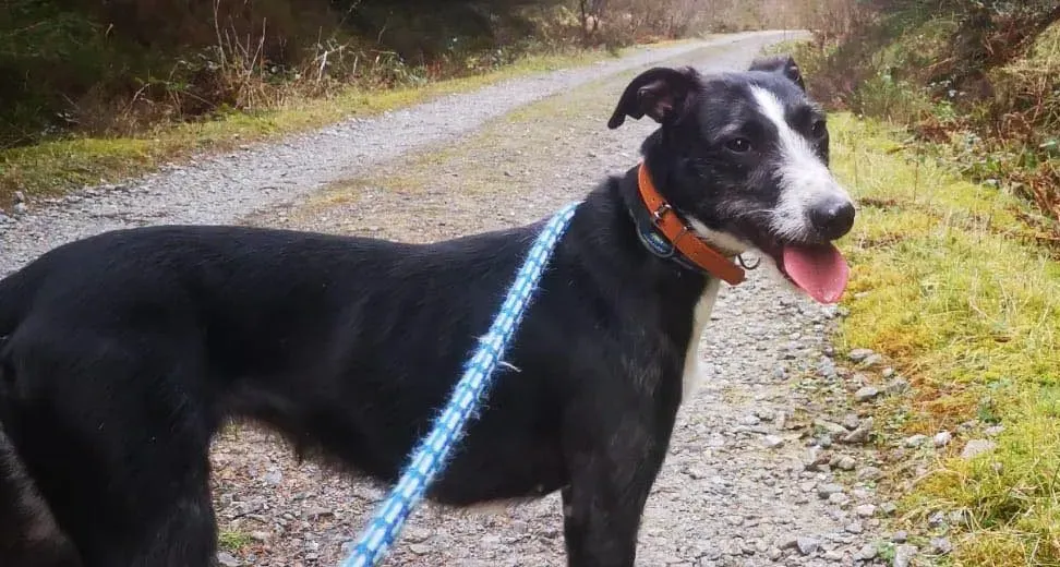 Annette adozione levrieri greyhound 8 e1647610279435