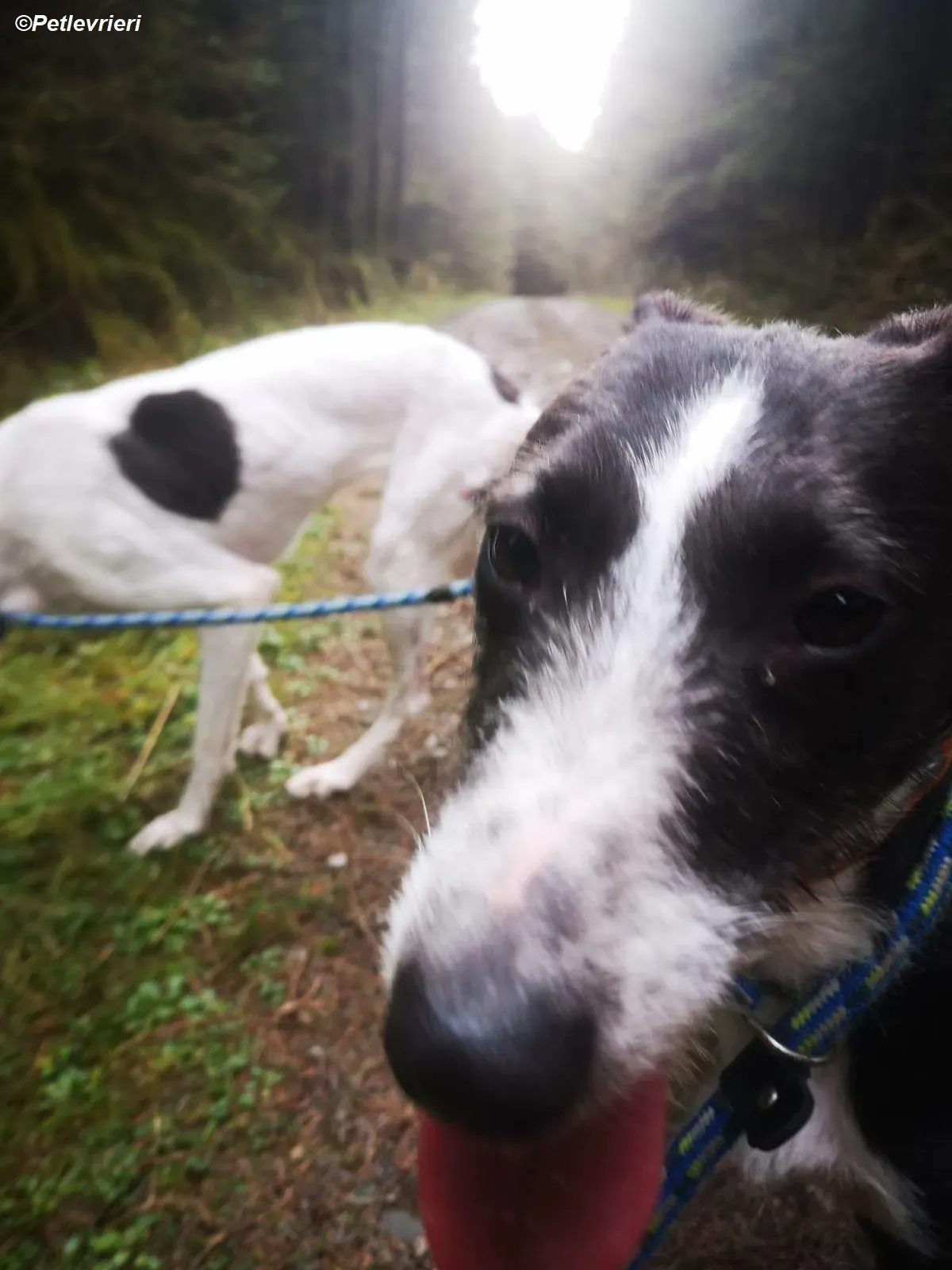 Annette adozione levrieri greyhound 9