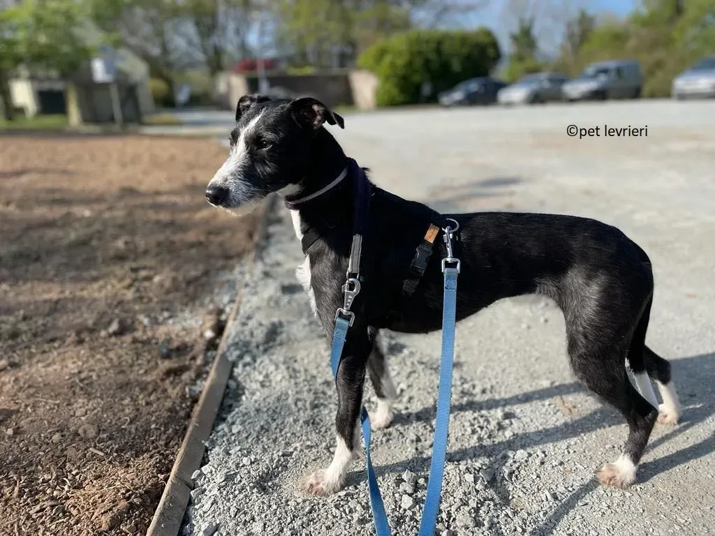 Annette adozione lurcher whippet1