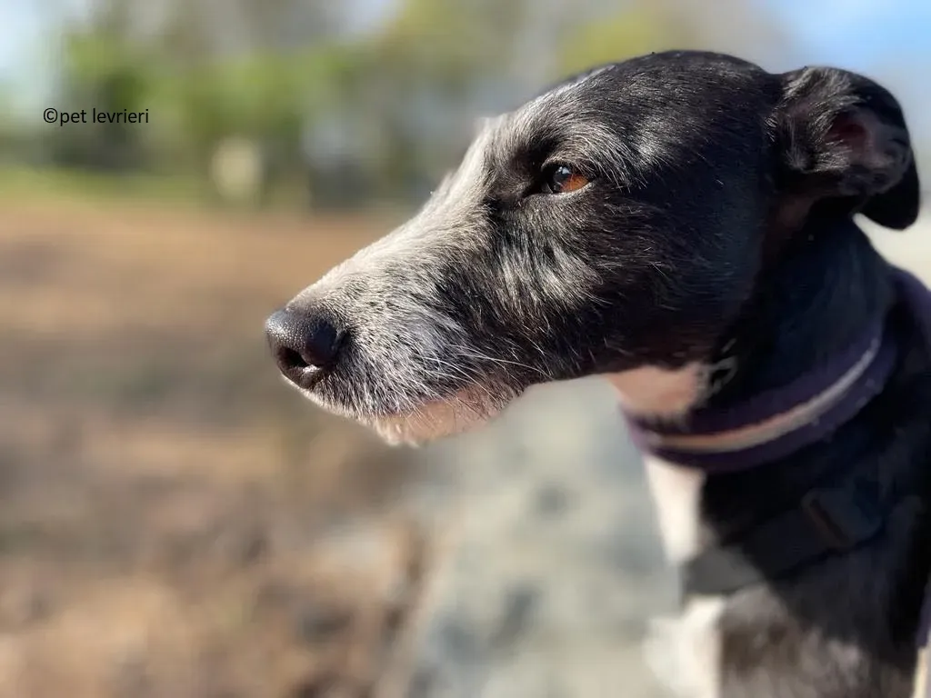 Annette adozione lurcher whippet2