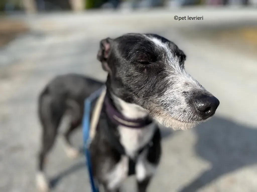 Annette adozione lurcher whippet3