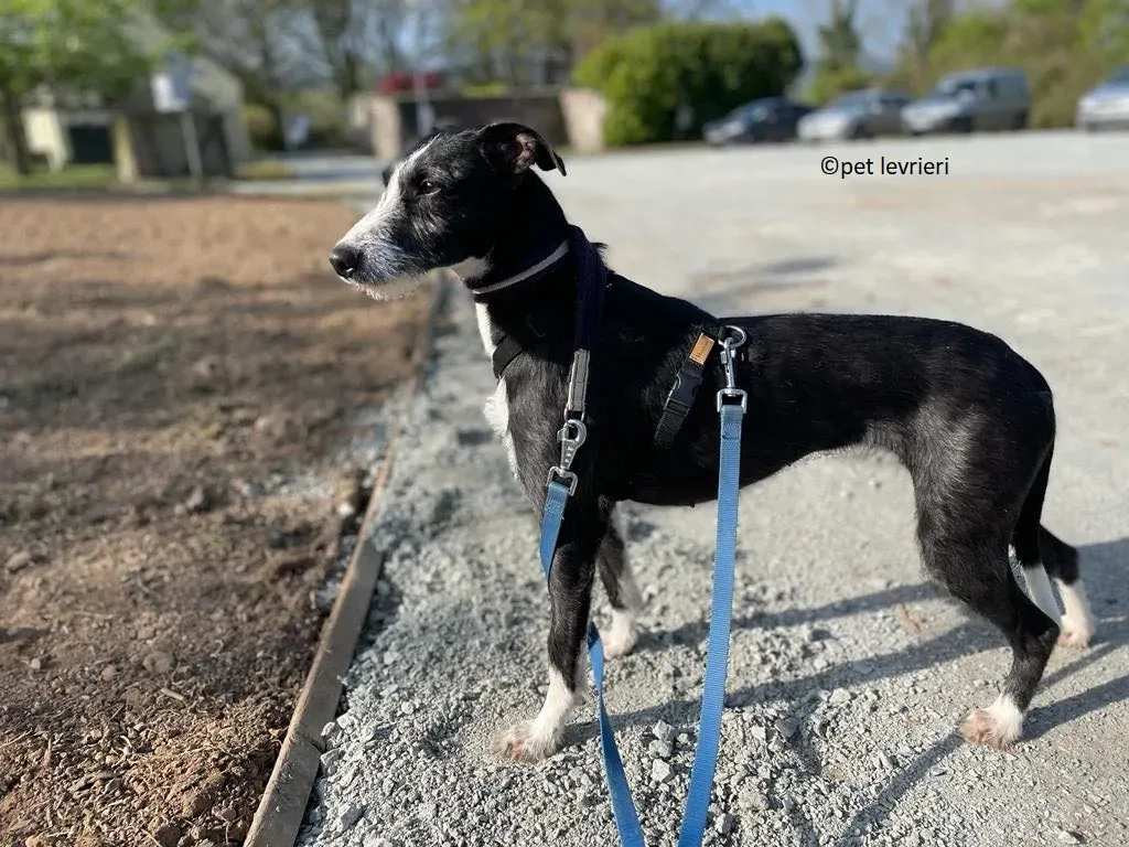 Annette adozione lurcher whippet4