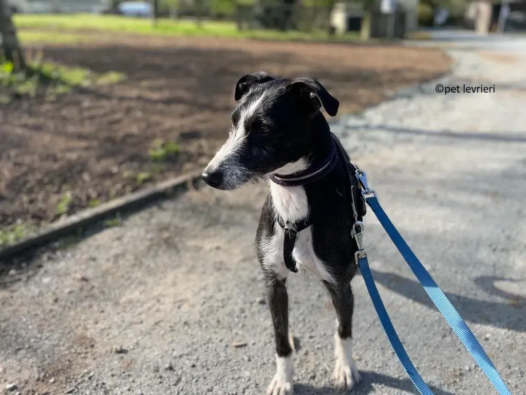 Annette adozione lurcher whippet5