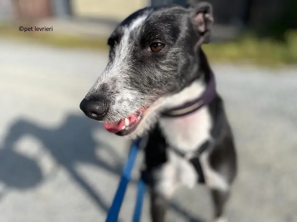 Annette adozione lurcher whippet6