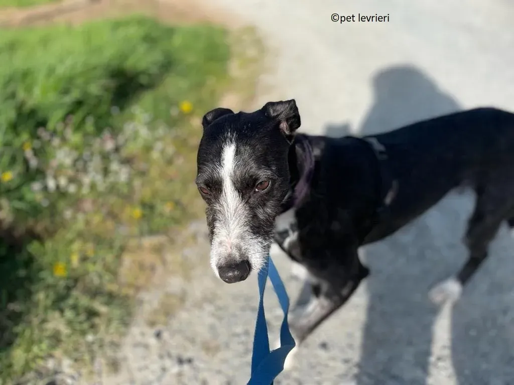 Annette adozione lurcher whippet7
