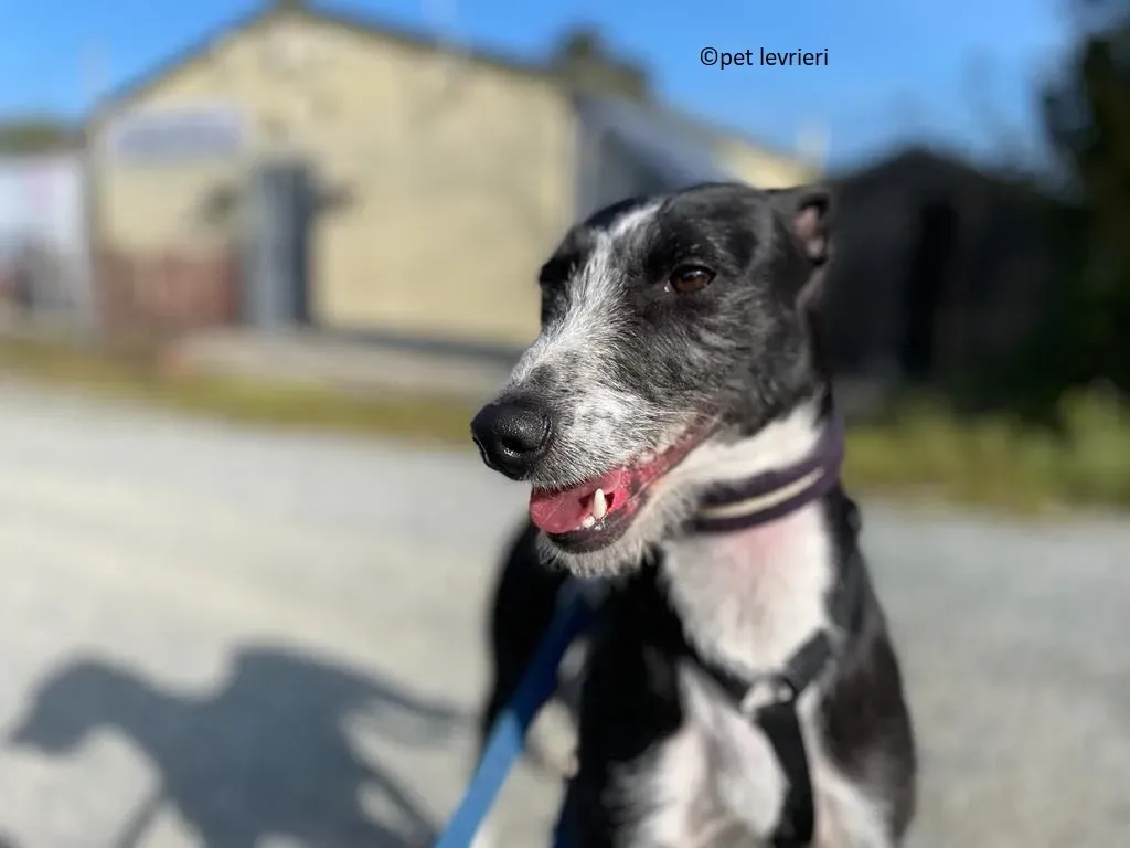 Annette adozione lurcher whippet8