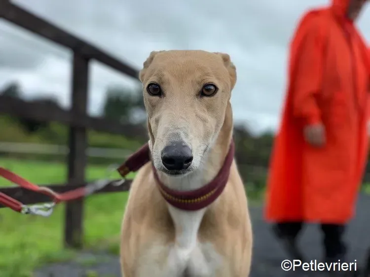 Antoinette adozione levrieri greyhound 1