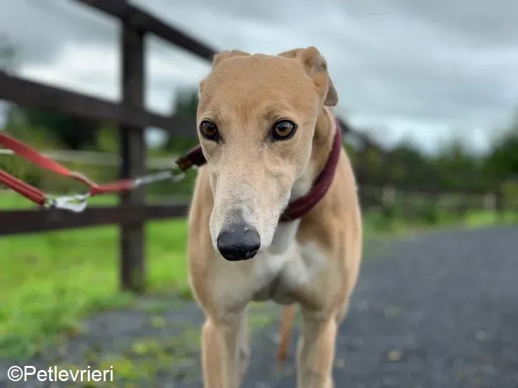 Antoinette adozione levrieri greyhound 3