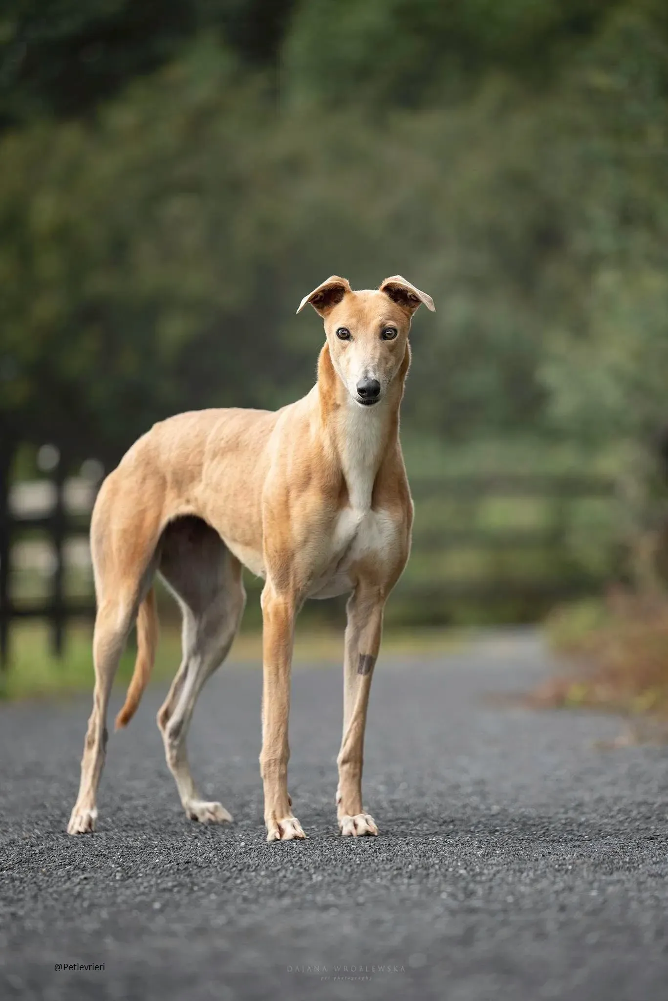 Antoinette greyhound pert levrieri adozioni rescue 1