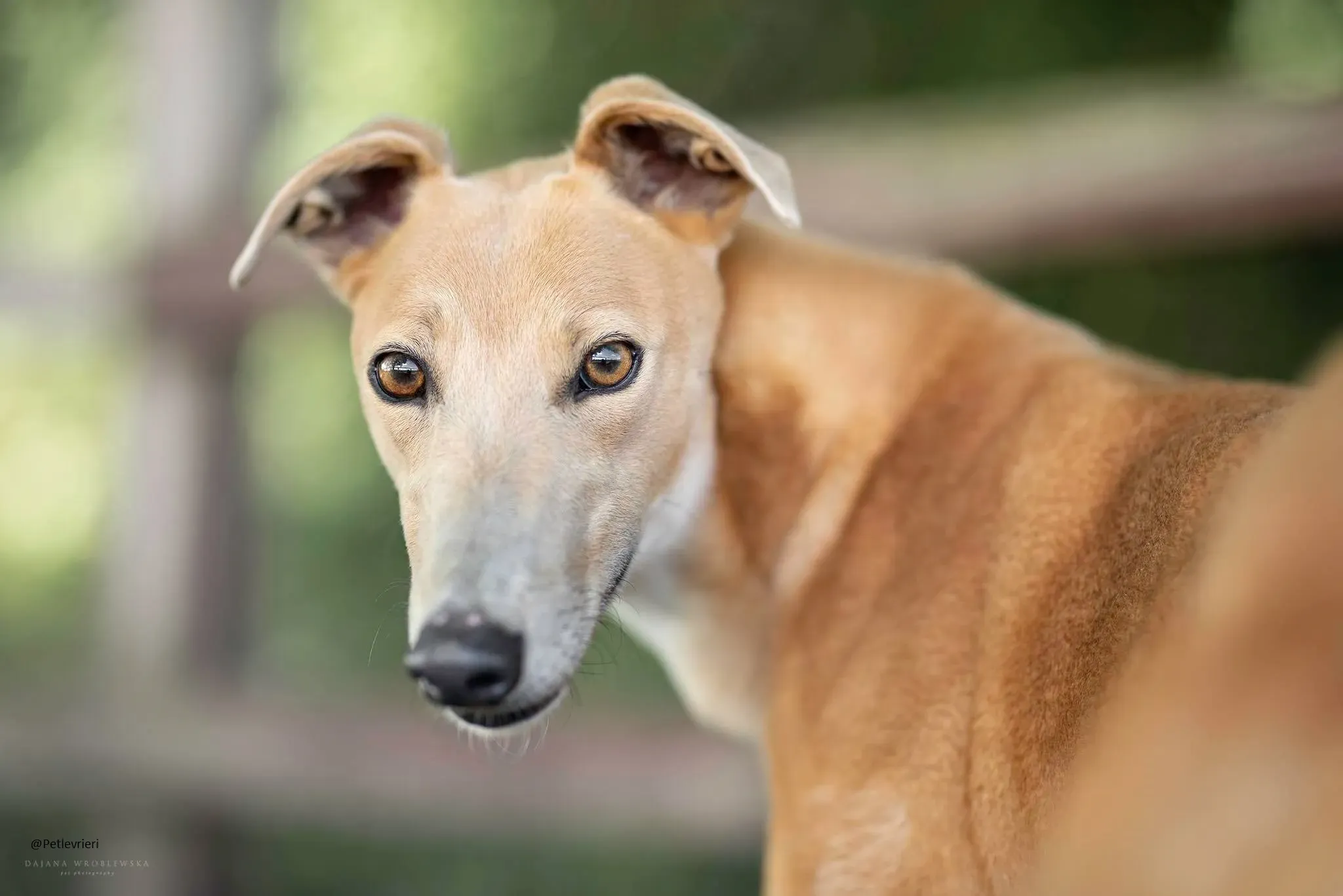 Antoinette greyhound pert levrieri adozioni rescue 2