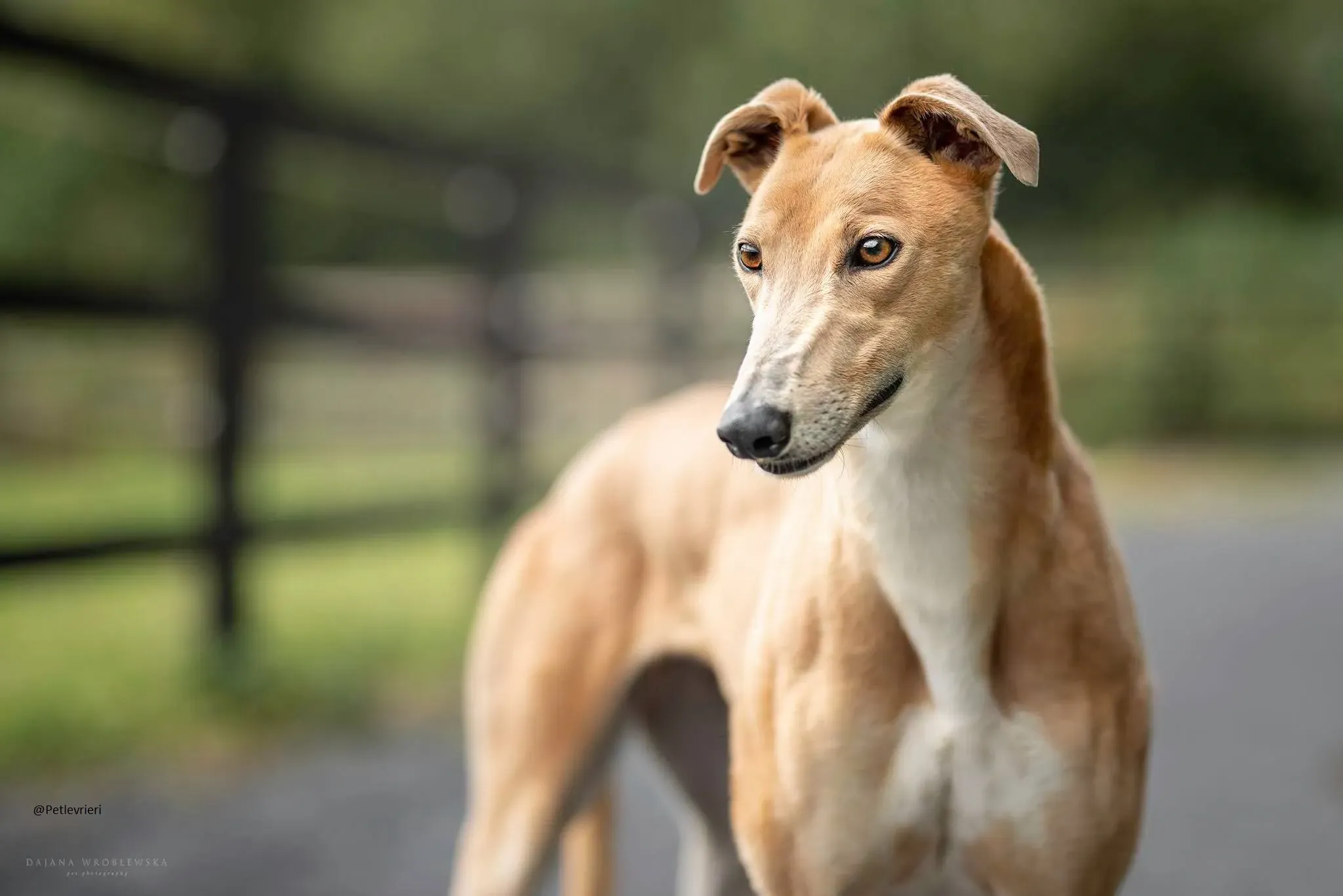 Antoinette greyhound pert levrieri adozioni rescue 3