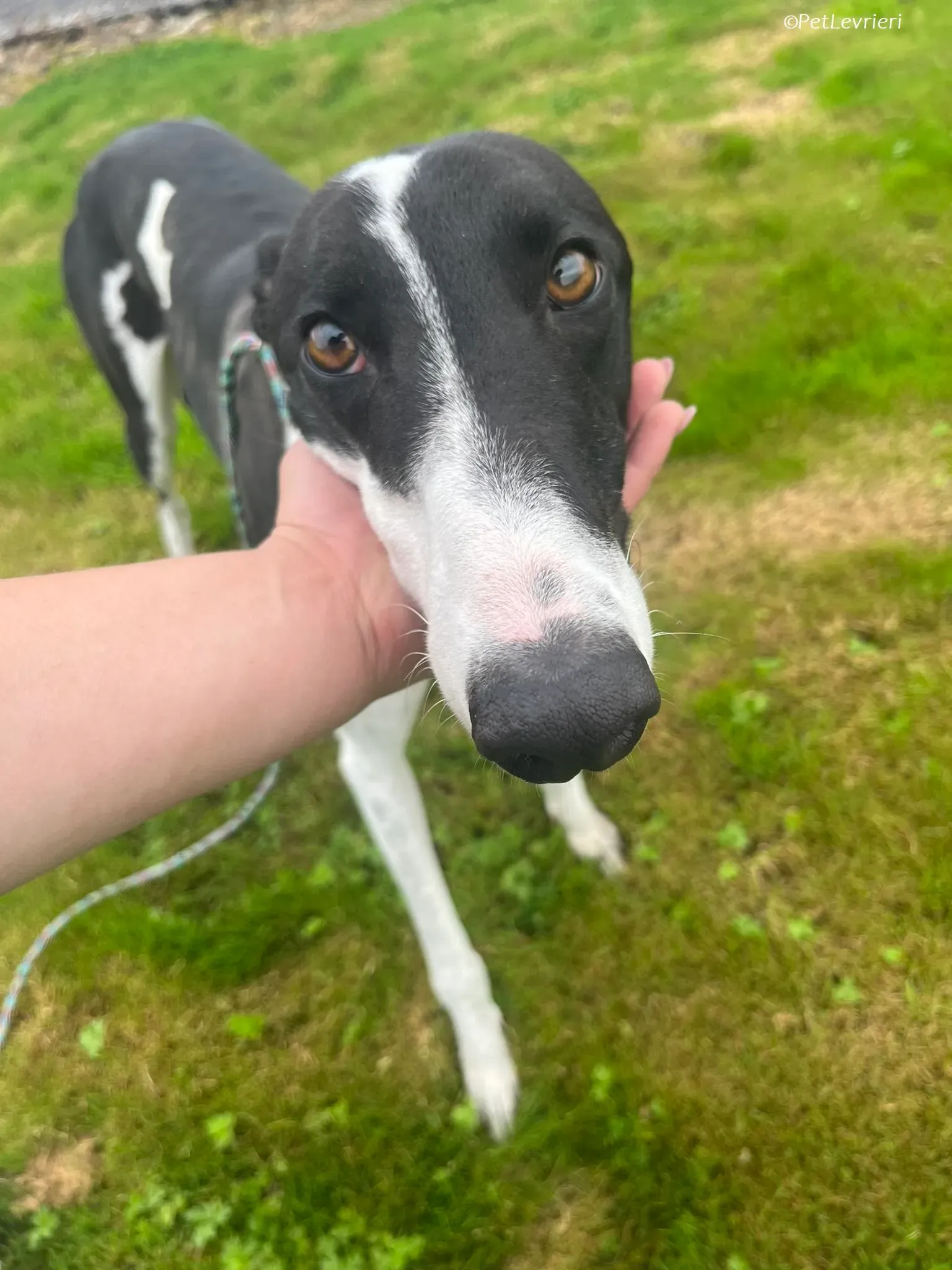 Anton adozione levrieri greyhound 1 1