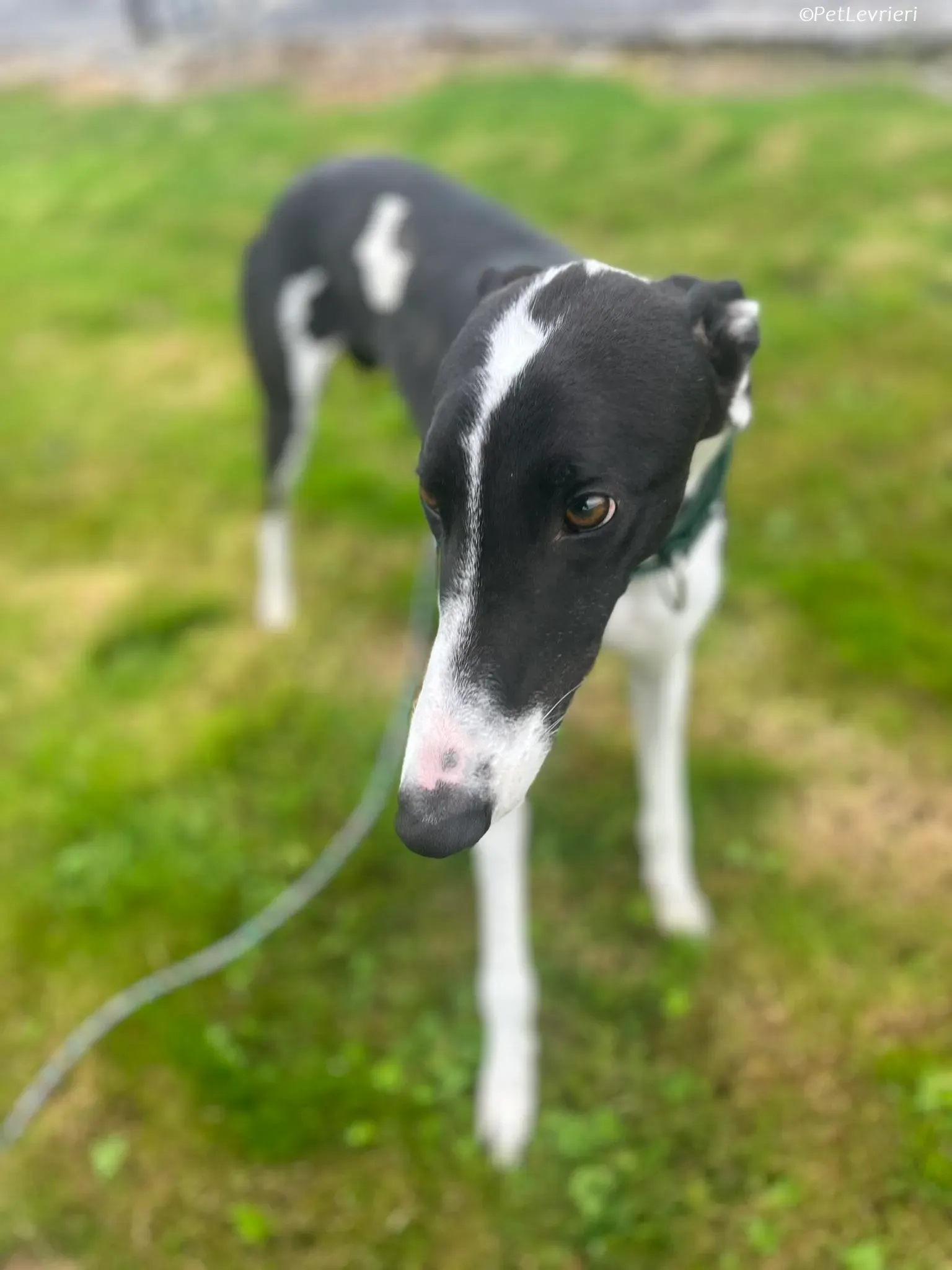 Anton adozione levrieri greyhound 2 1