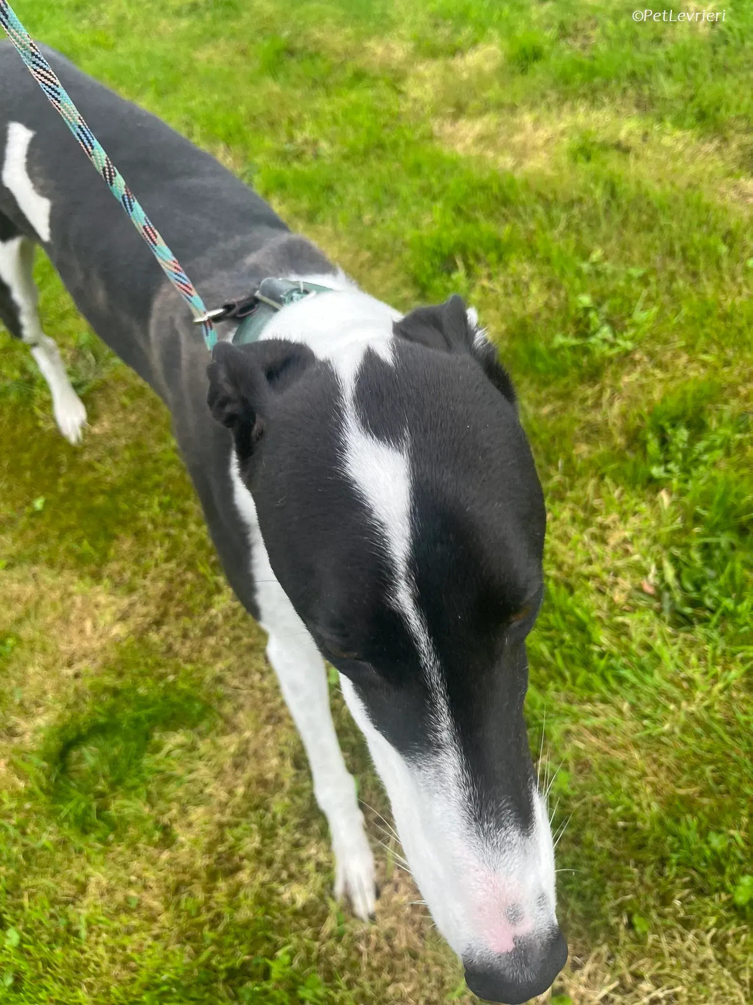 Anton adozione levrieri greyhound 3 2