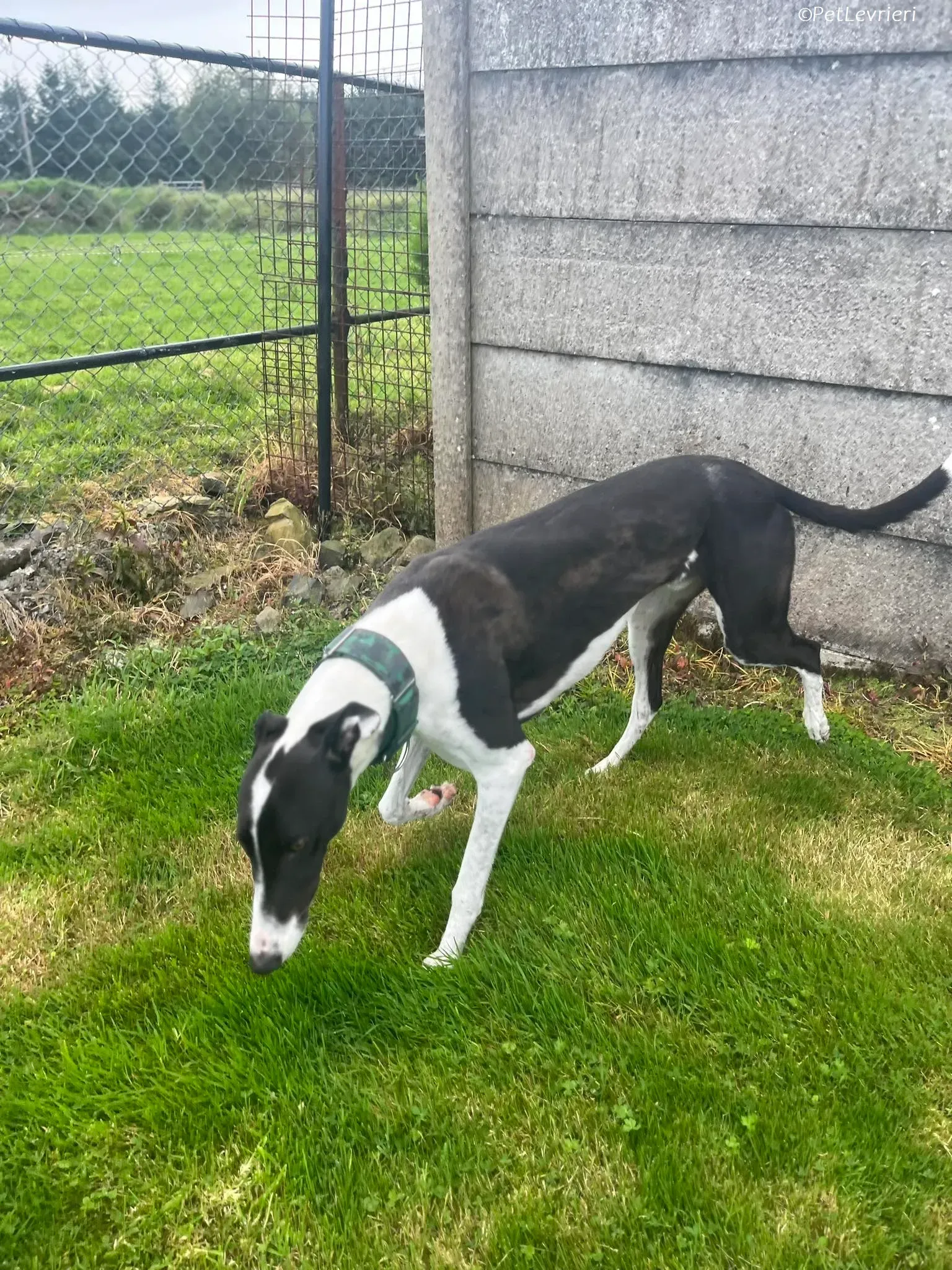 Anton adozione levrieri greyhound 4 1