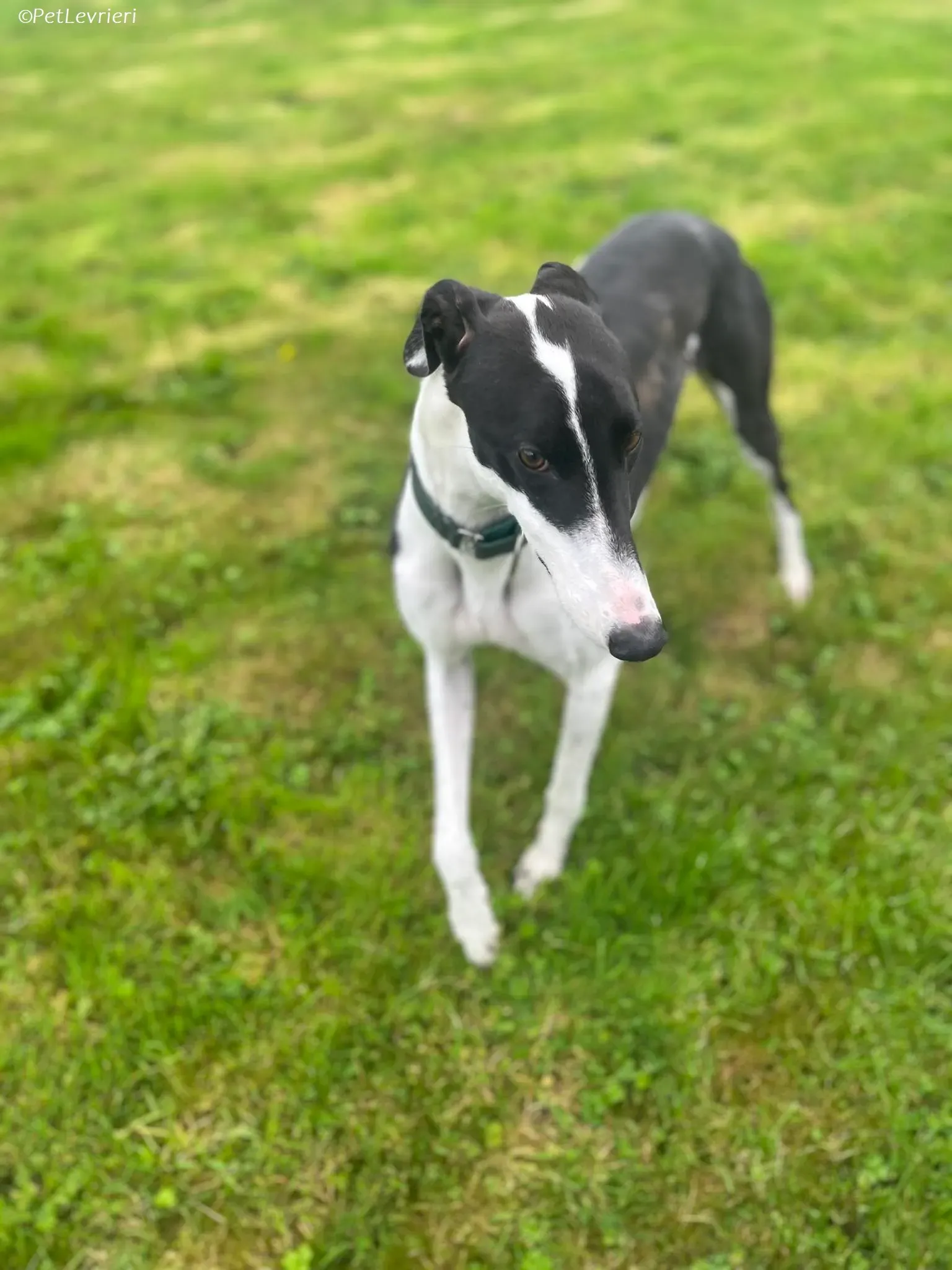 Anton adozione levrieri greyhound 5