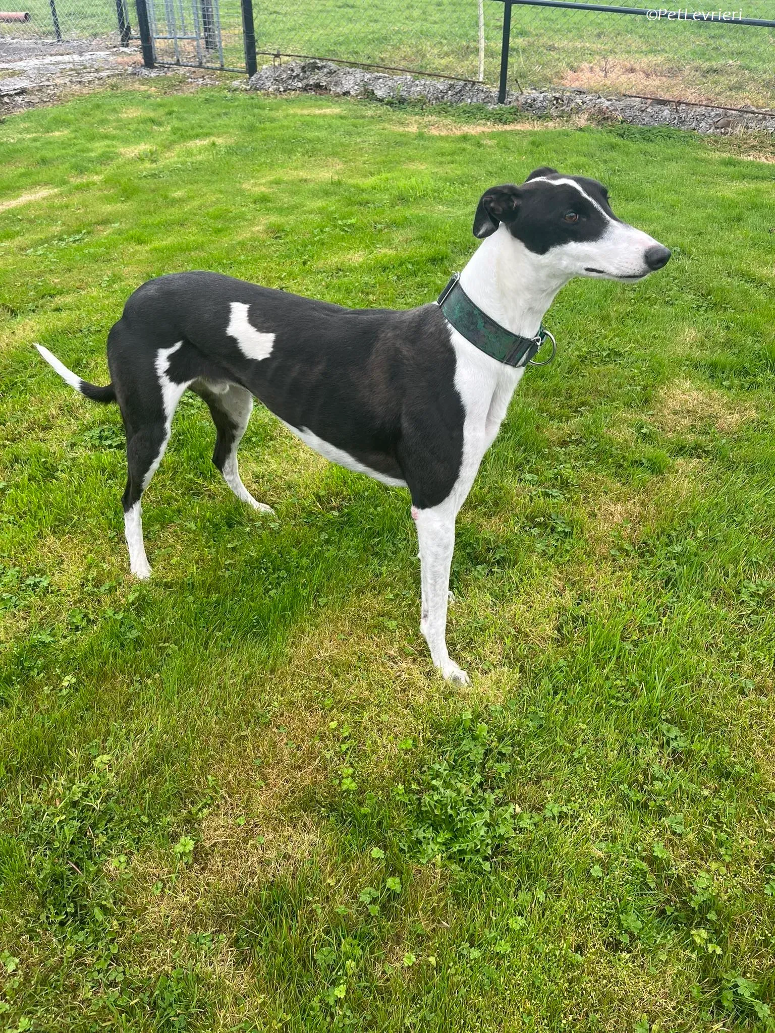 Anton adozione levrieri greyhound 6