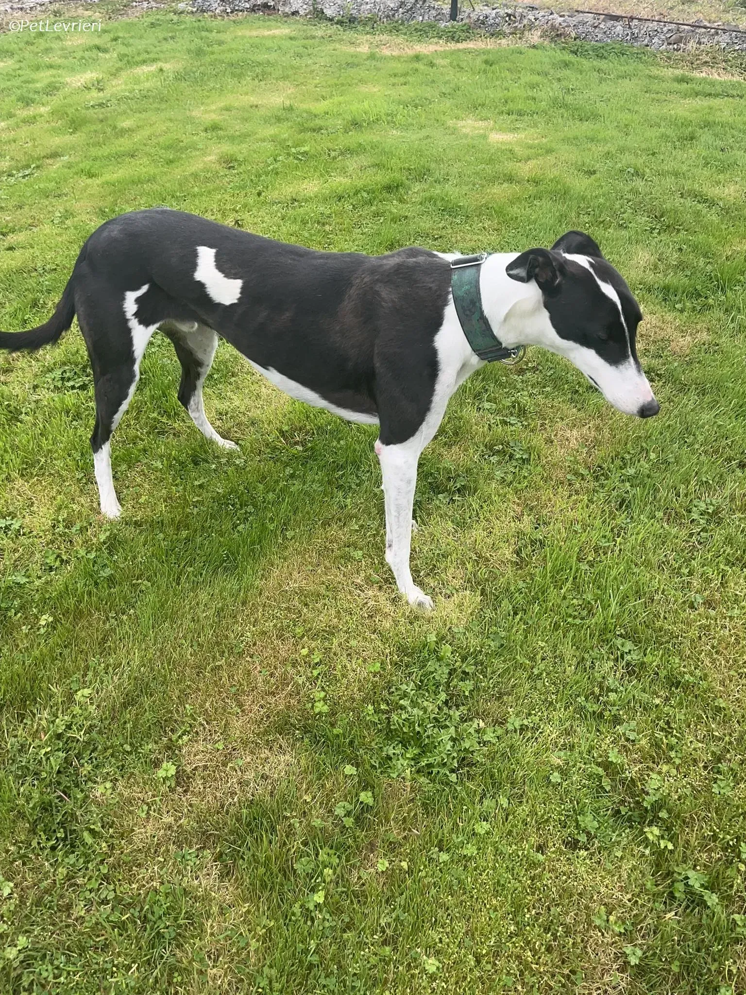 Anton adozione levrieri greyhound 7