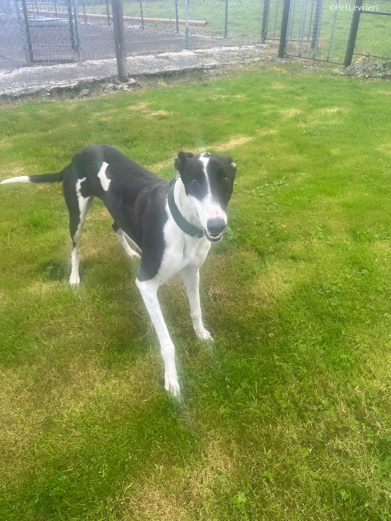 Anton adozione levrieri greyhound 8