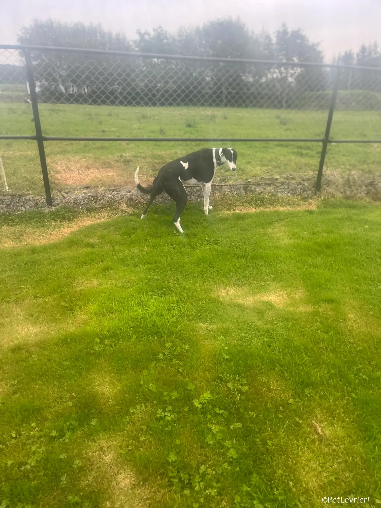 Anton adozione levrieri greyhound 9