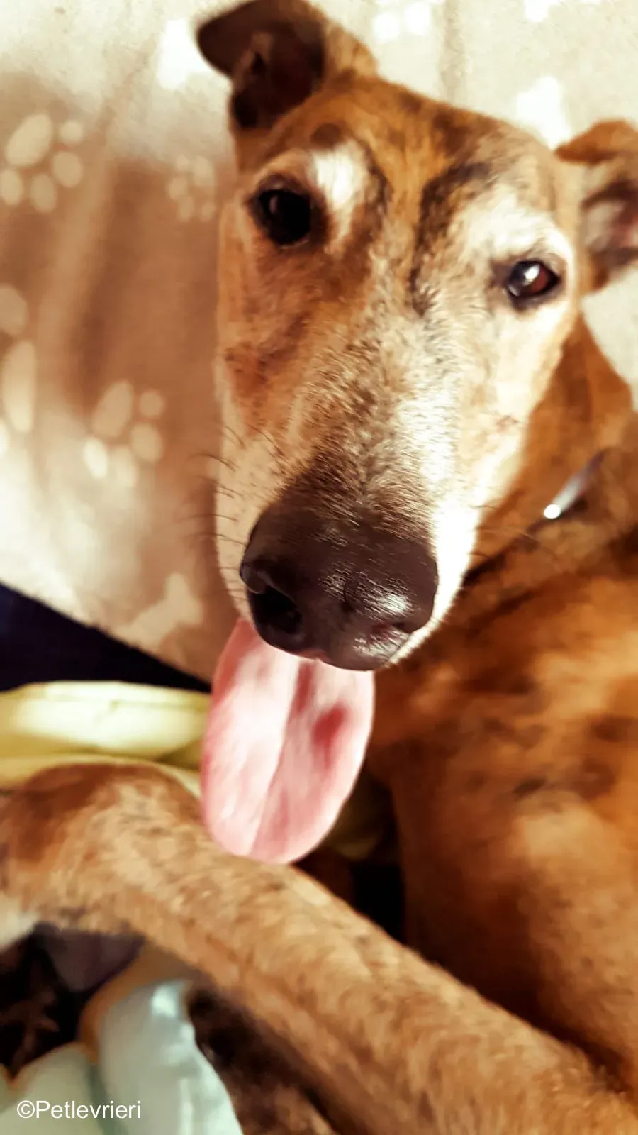 Aogiri Sen adozione greyhound macao 1