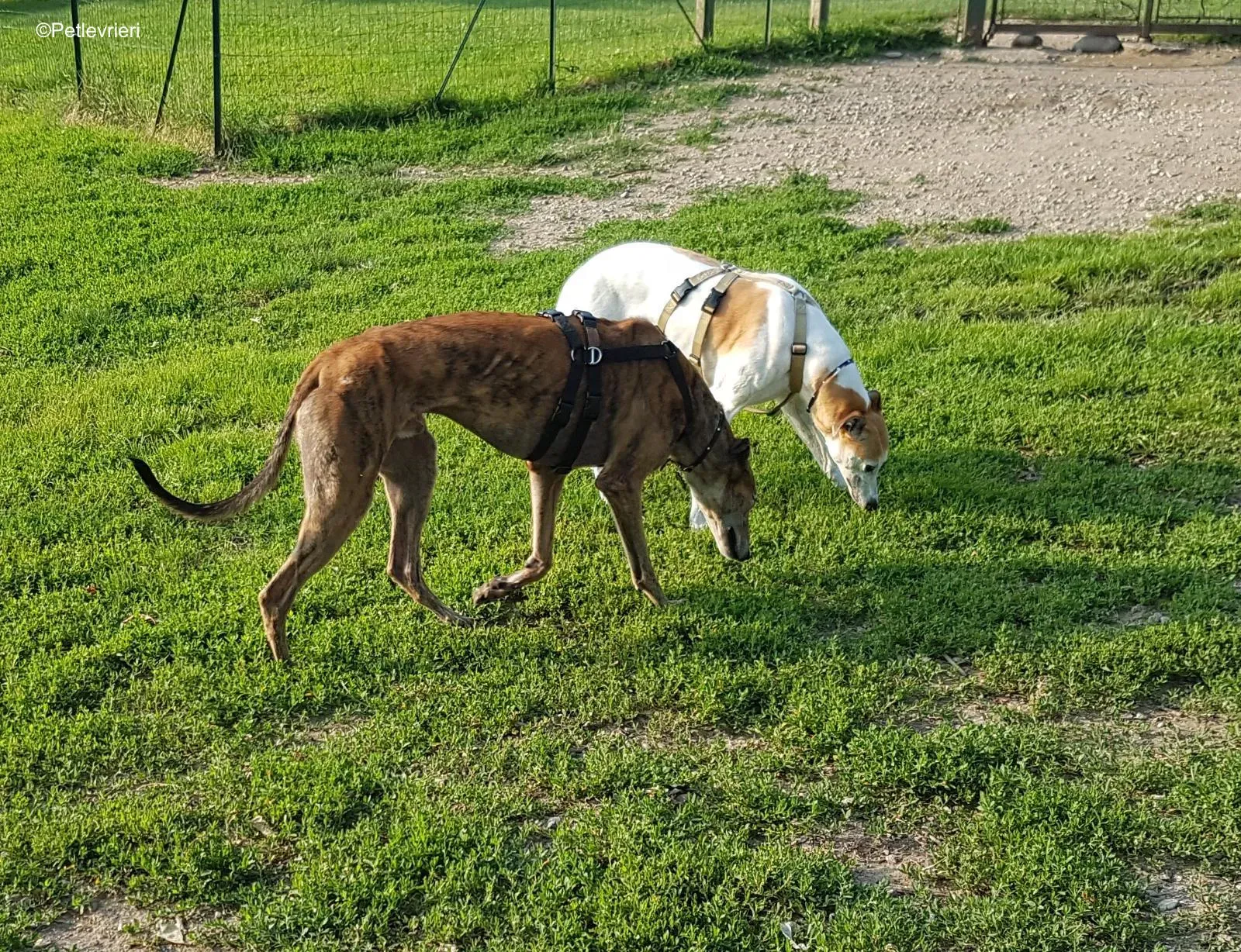 Aogiri Sen adozione greyhound macao 3