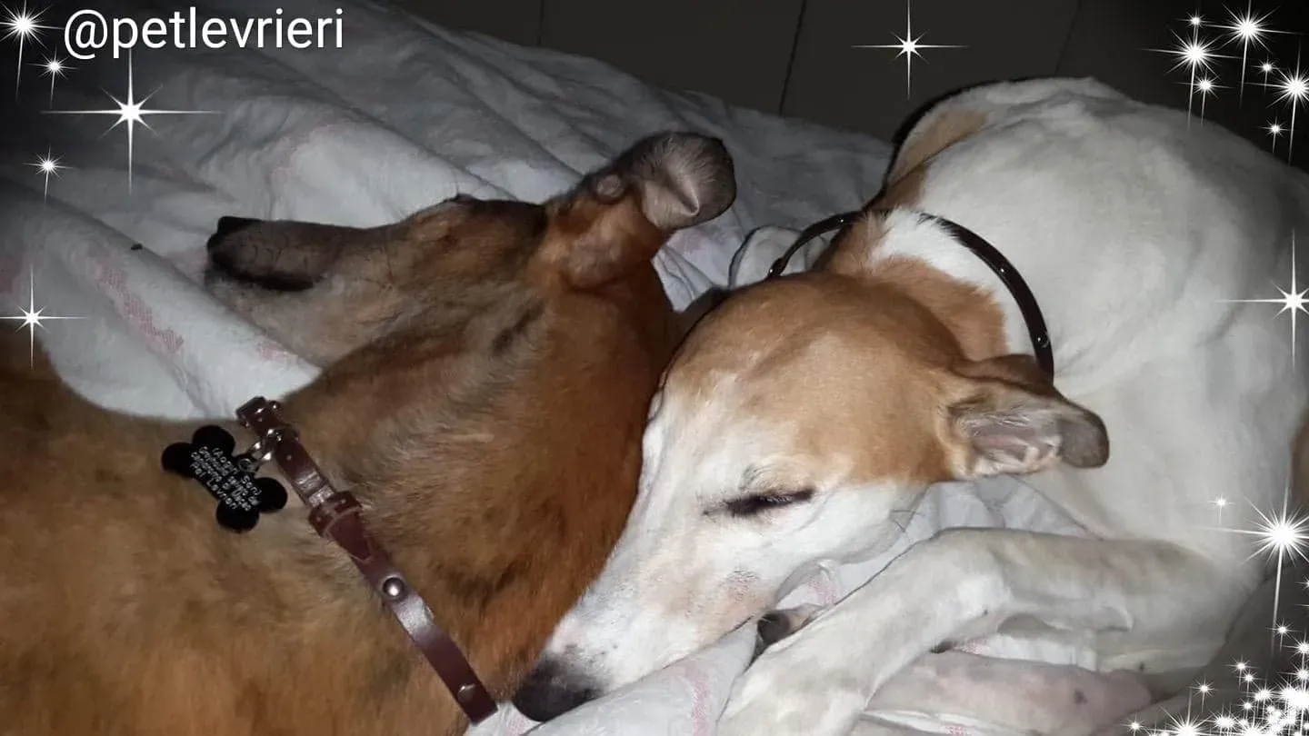 Aogiri Sen adozione greyhound macao 6