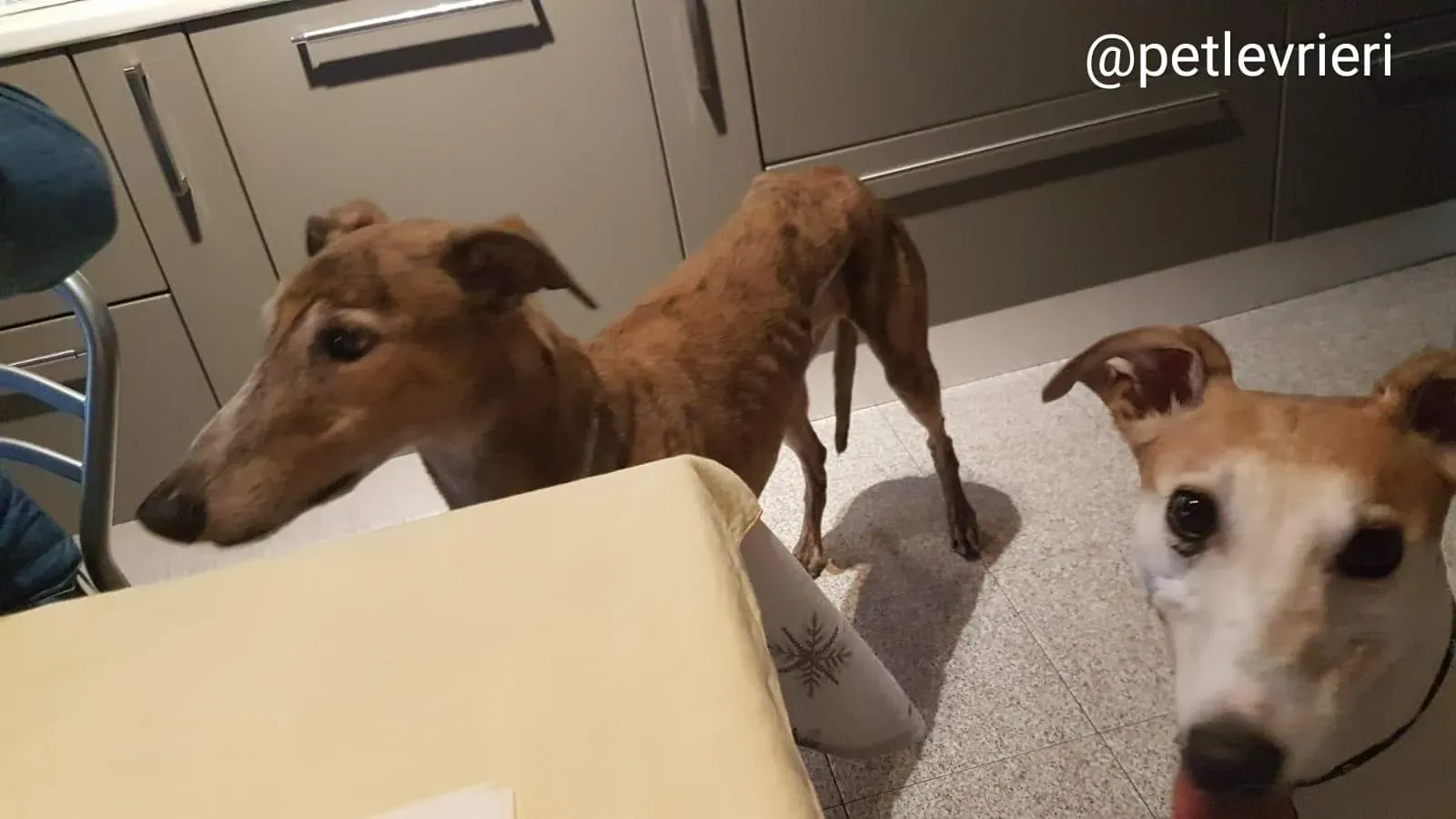 Aogiri Sen adozione greyhound macao 8