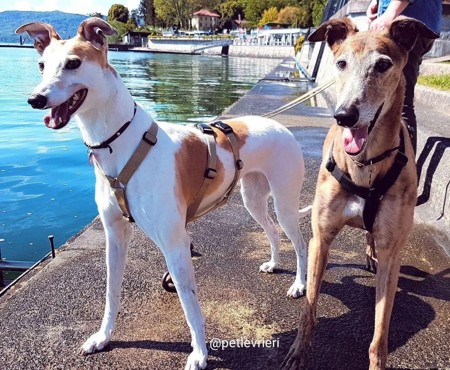 Aogiri Sen adozione greyhound macao