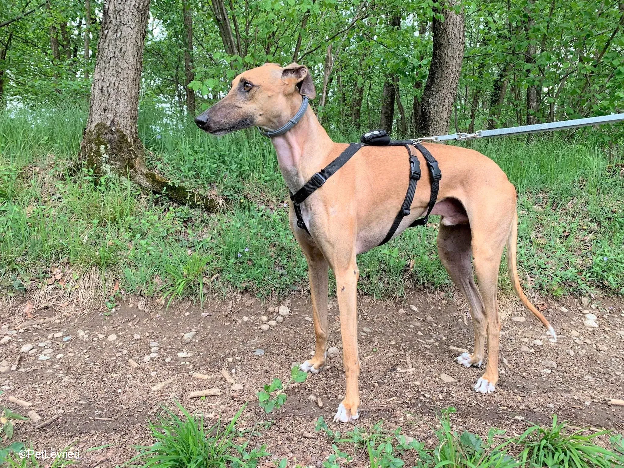 Arabe adozione levrieri galgo.20