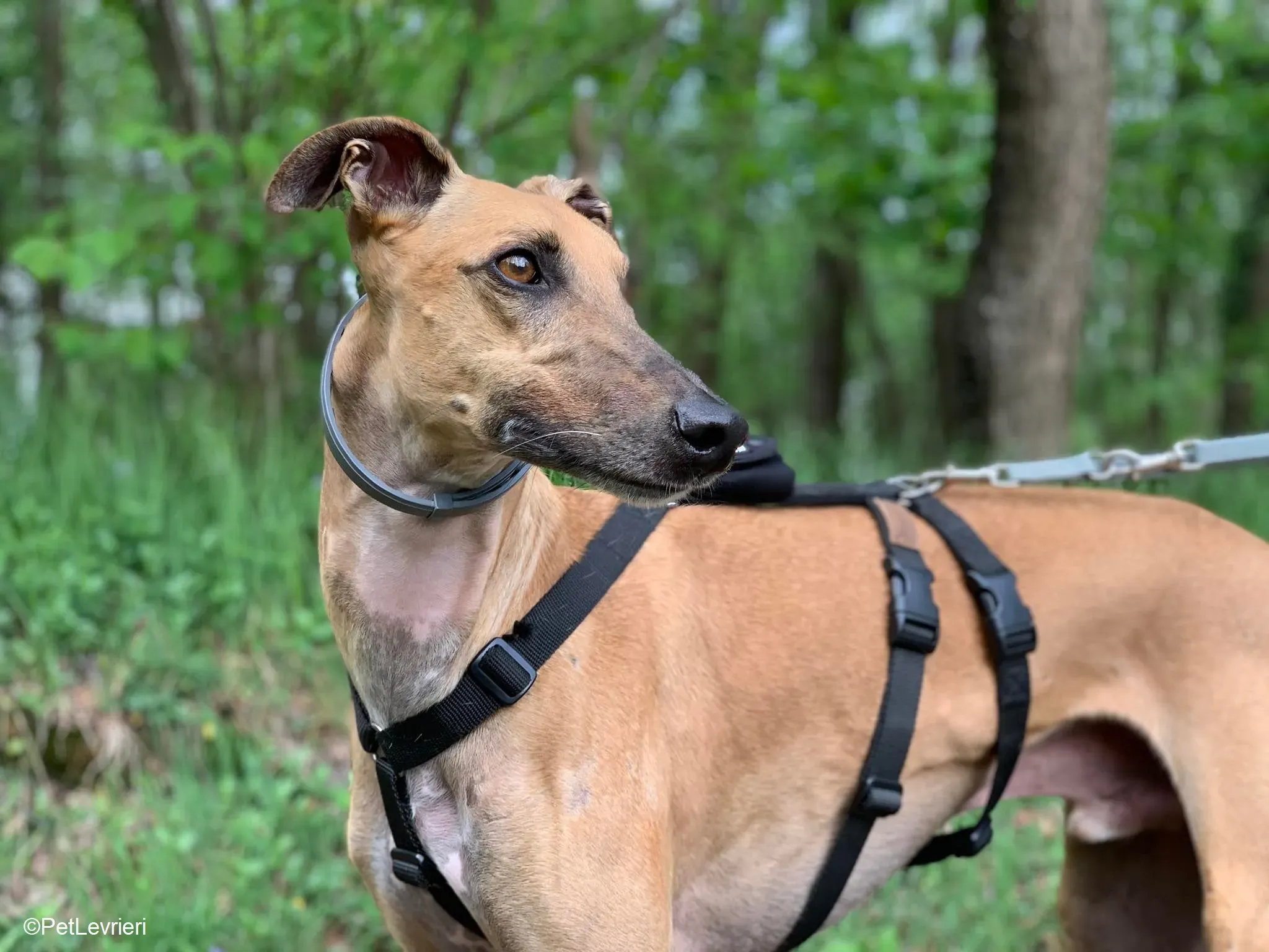 Arabe adozione levrieri galgo.21