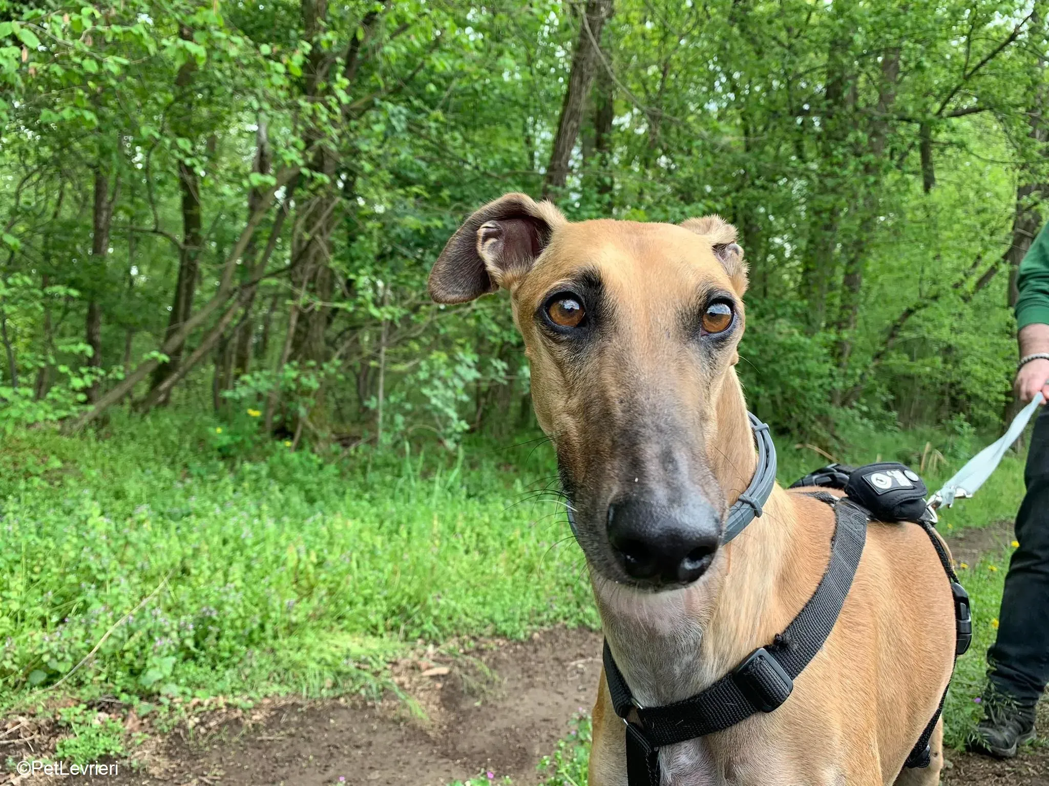 Arabe adozione levrieri galgo.22