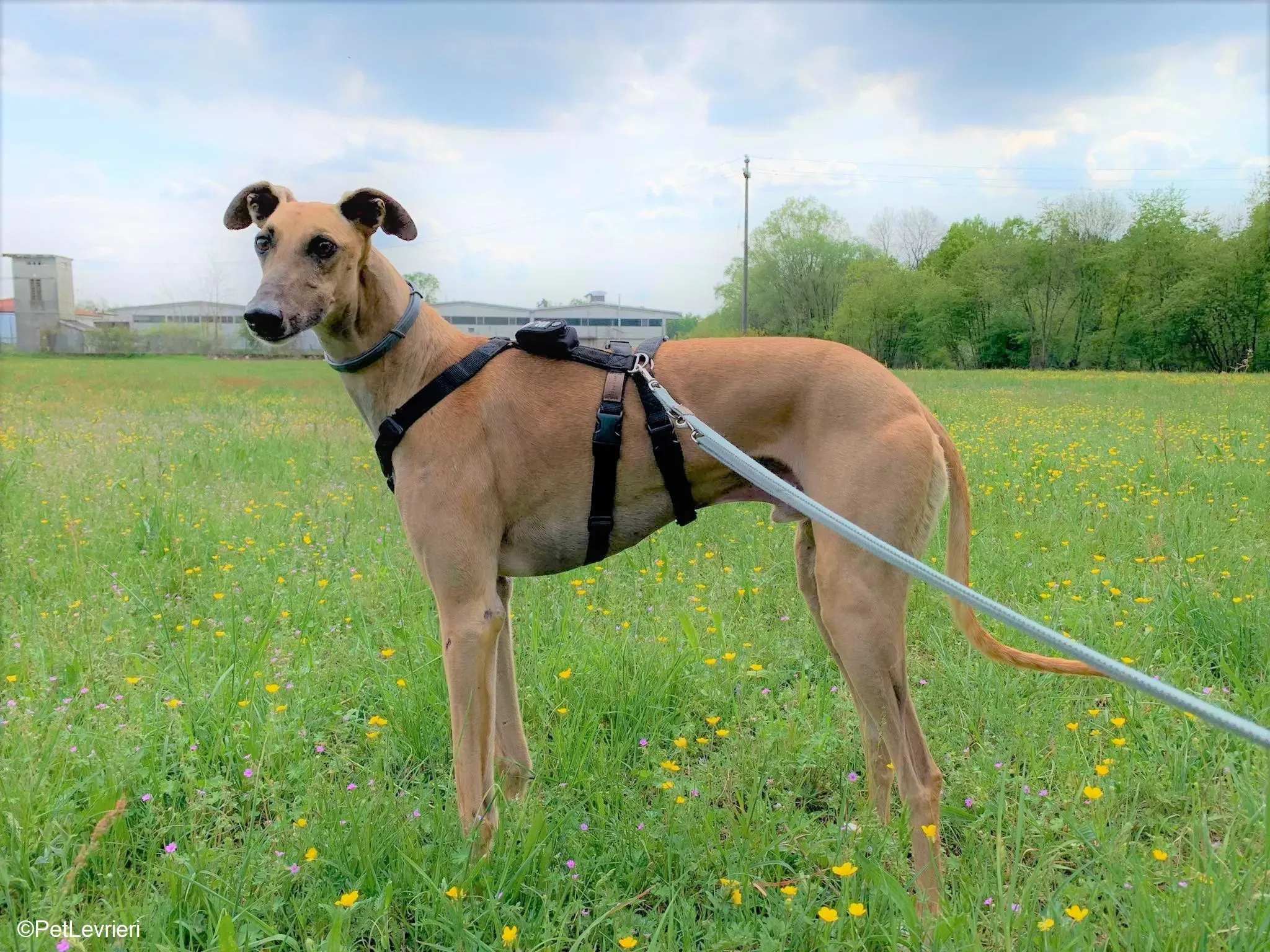 Arabe adozione levrieri galgo.23